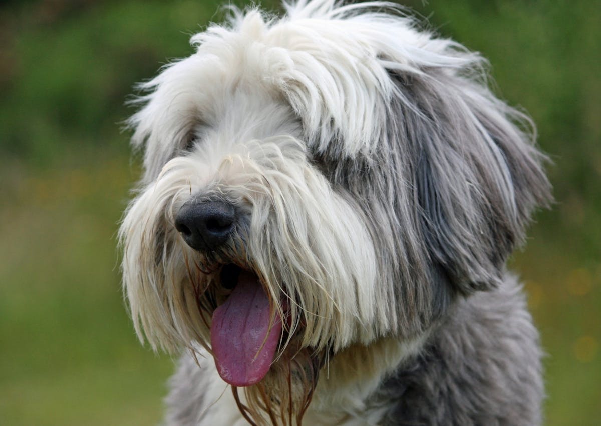 Bearded Colliequi regarde au loin en tirant la langue