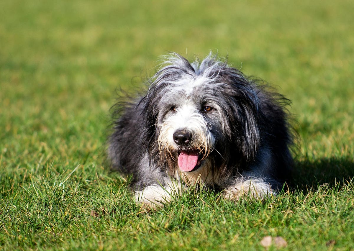 Bearded Collie couché dans l'herbe, il tire la langue