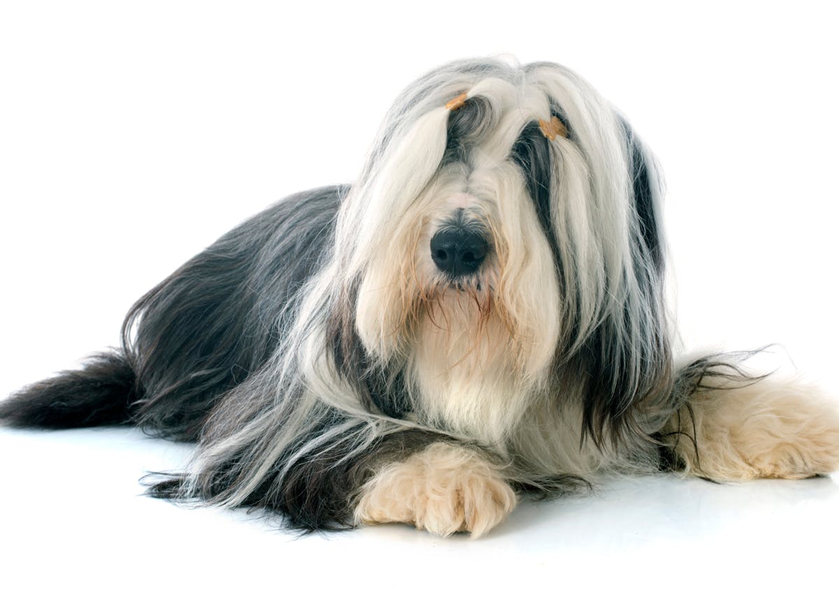 Bearded Collie couché sur un fond blanc, il regarde sur le côté 