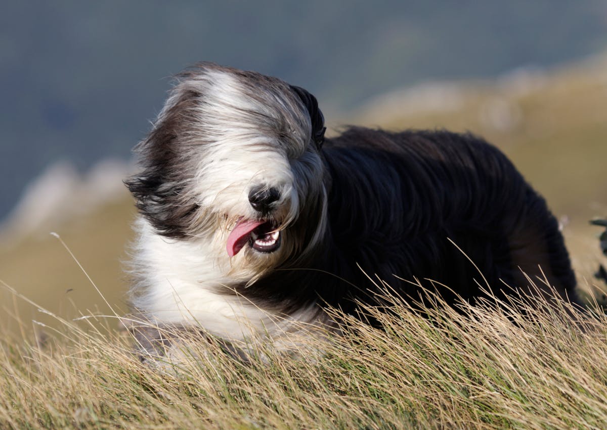 Bearded Collie dans un champs d'herbes sèches, il prend le vent