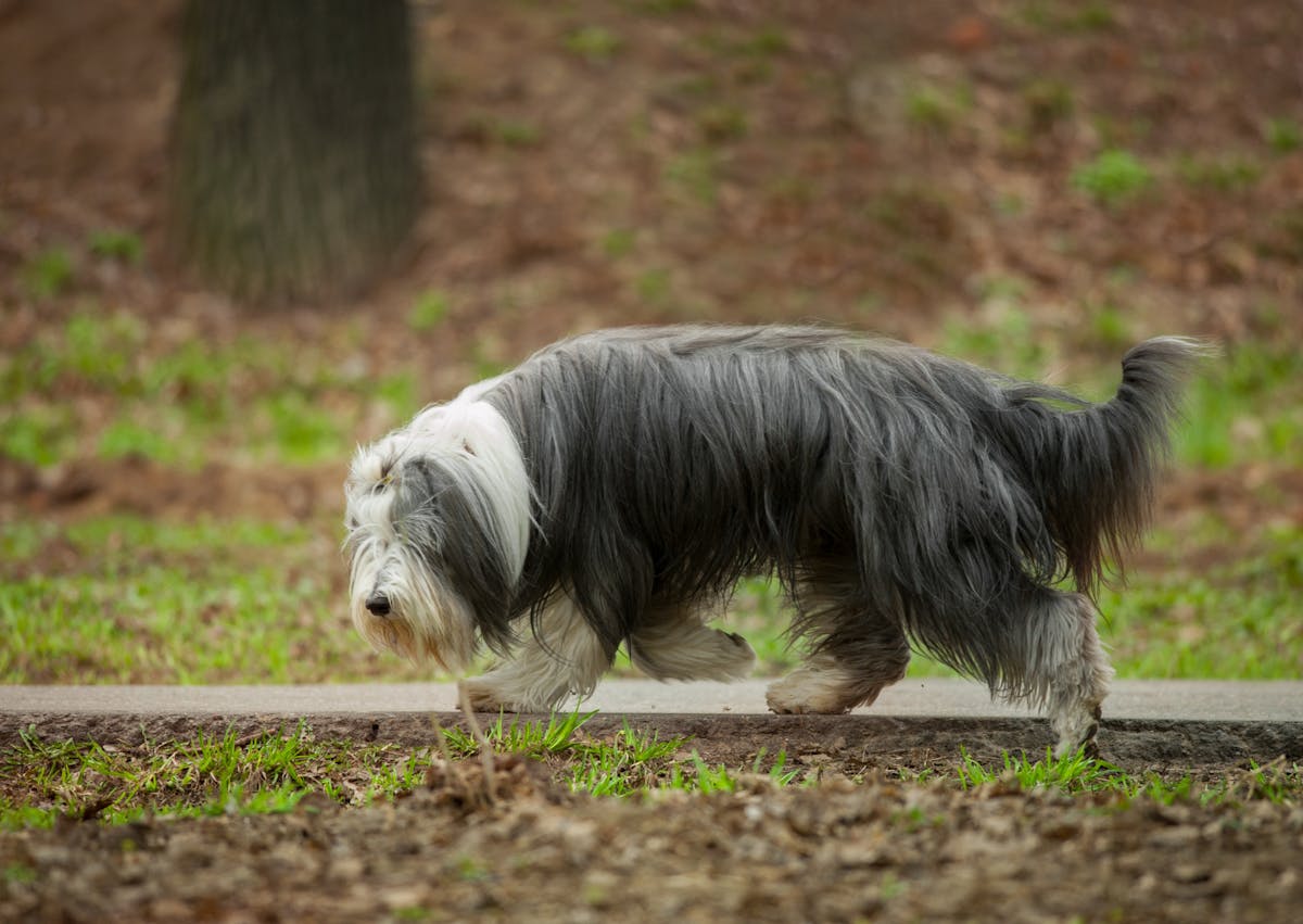 Bearded Collie qui marche le long d'un chemin, il renifle par terre