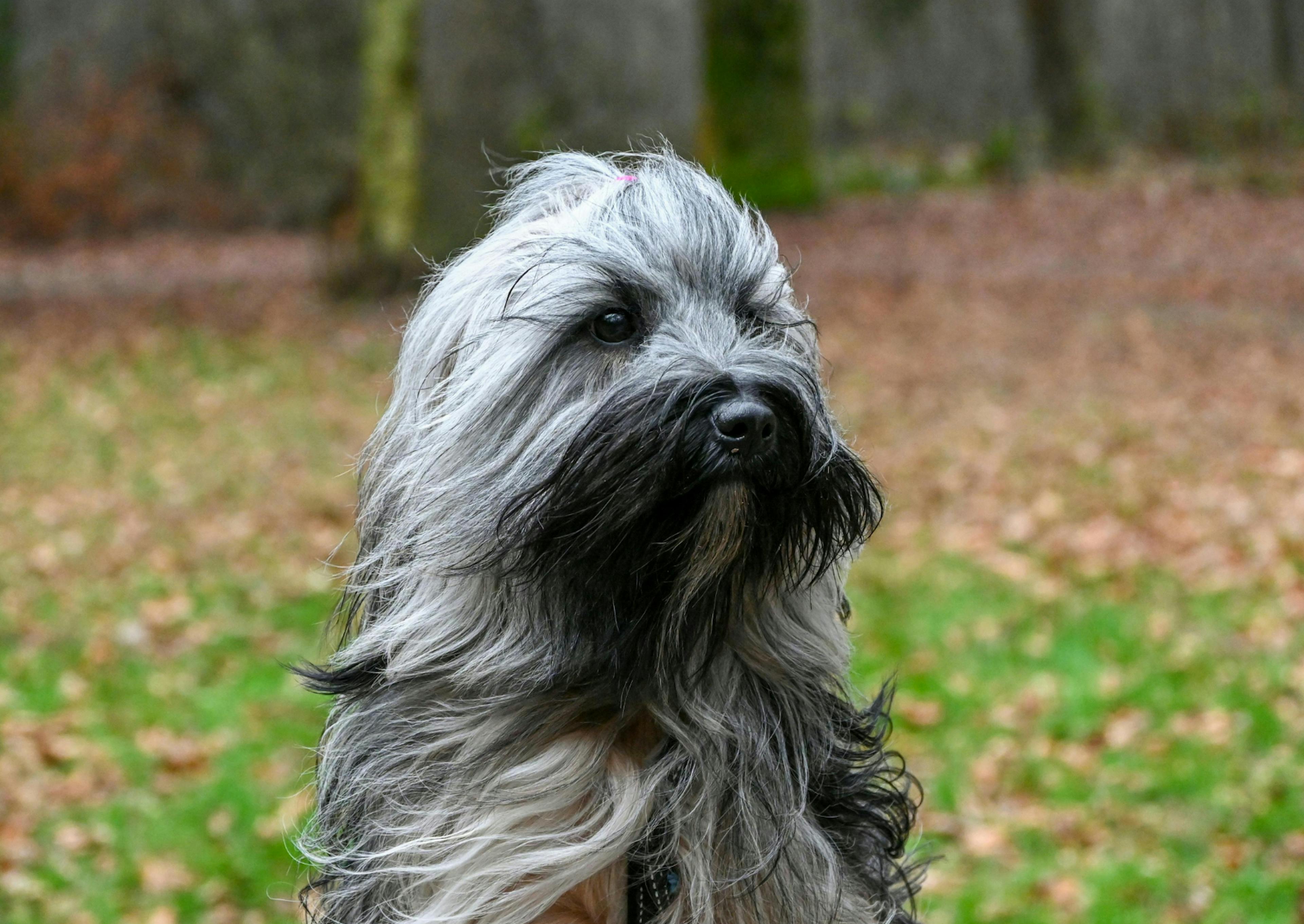 Bearded Collie noir et gris, il prend le vent 