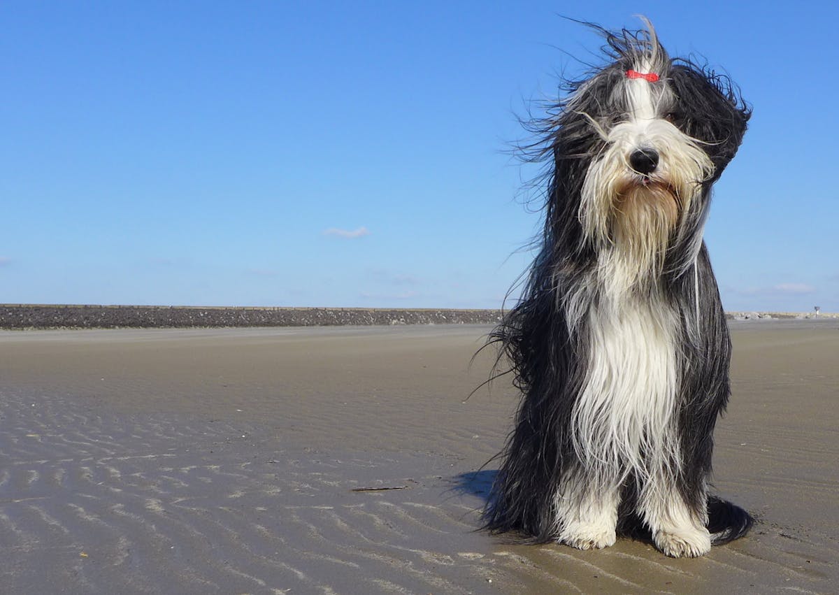 Bearded Collie noir et blanc sur la plage 