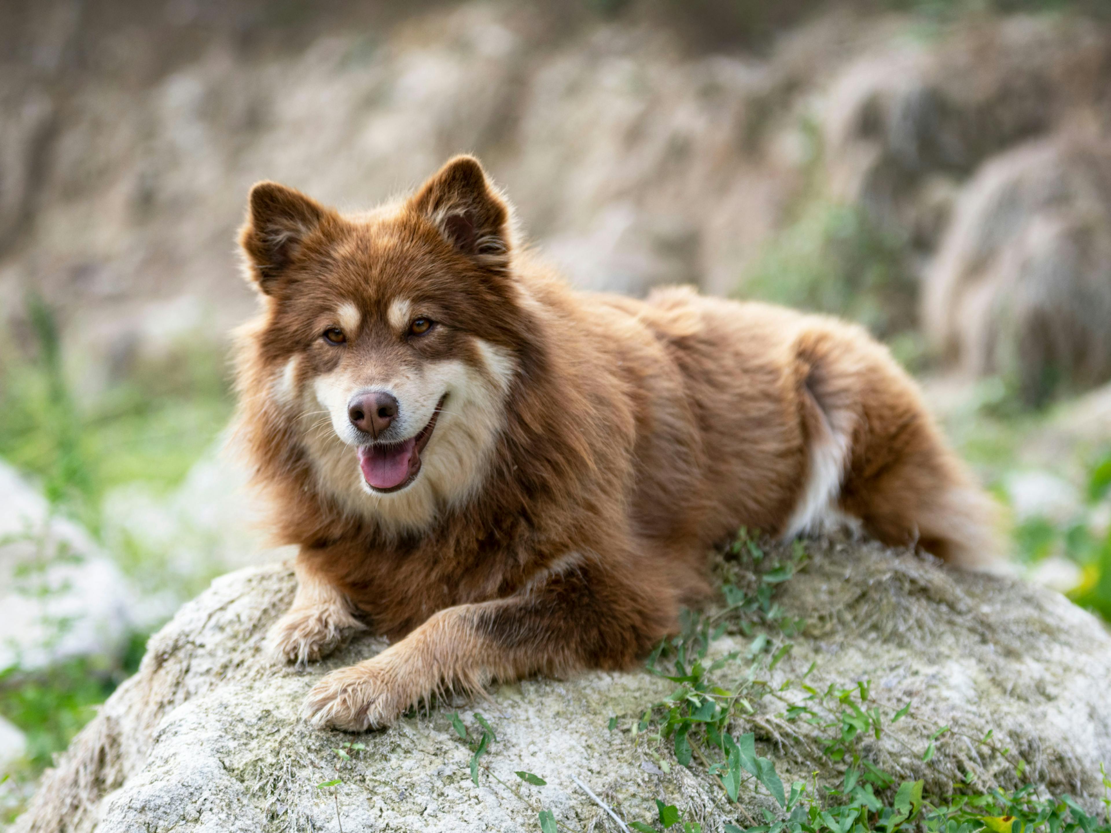 chien finnois de laponie couché sur un rocher