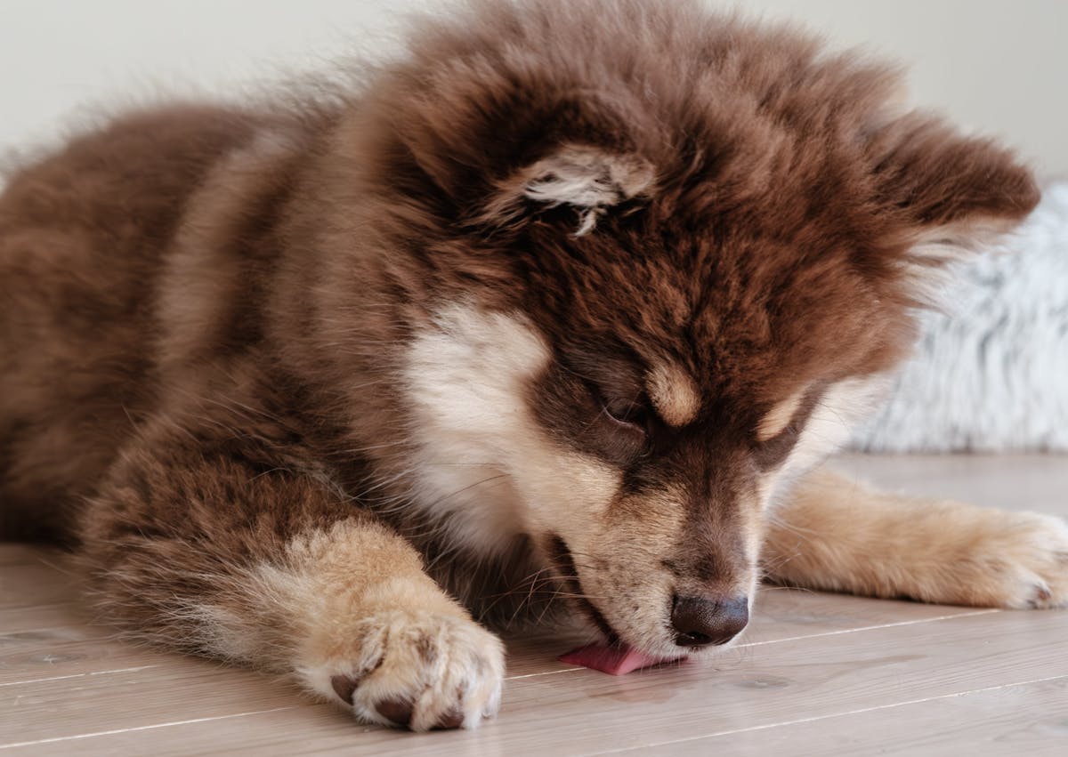 chien finnois de laponie chocolat et crème qui lèche le sol 