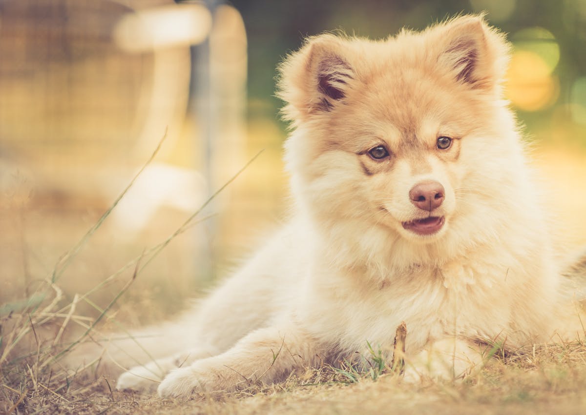 chien finnois de laponie couché sur le sol, il regarde à côté de lui 