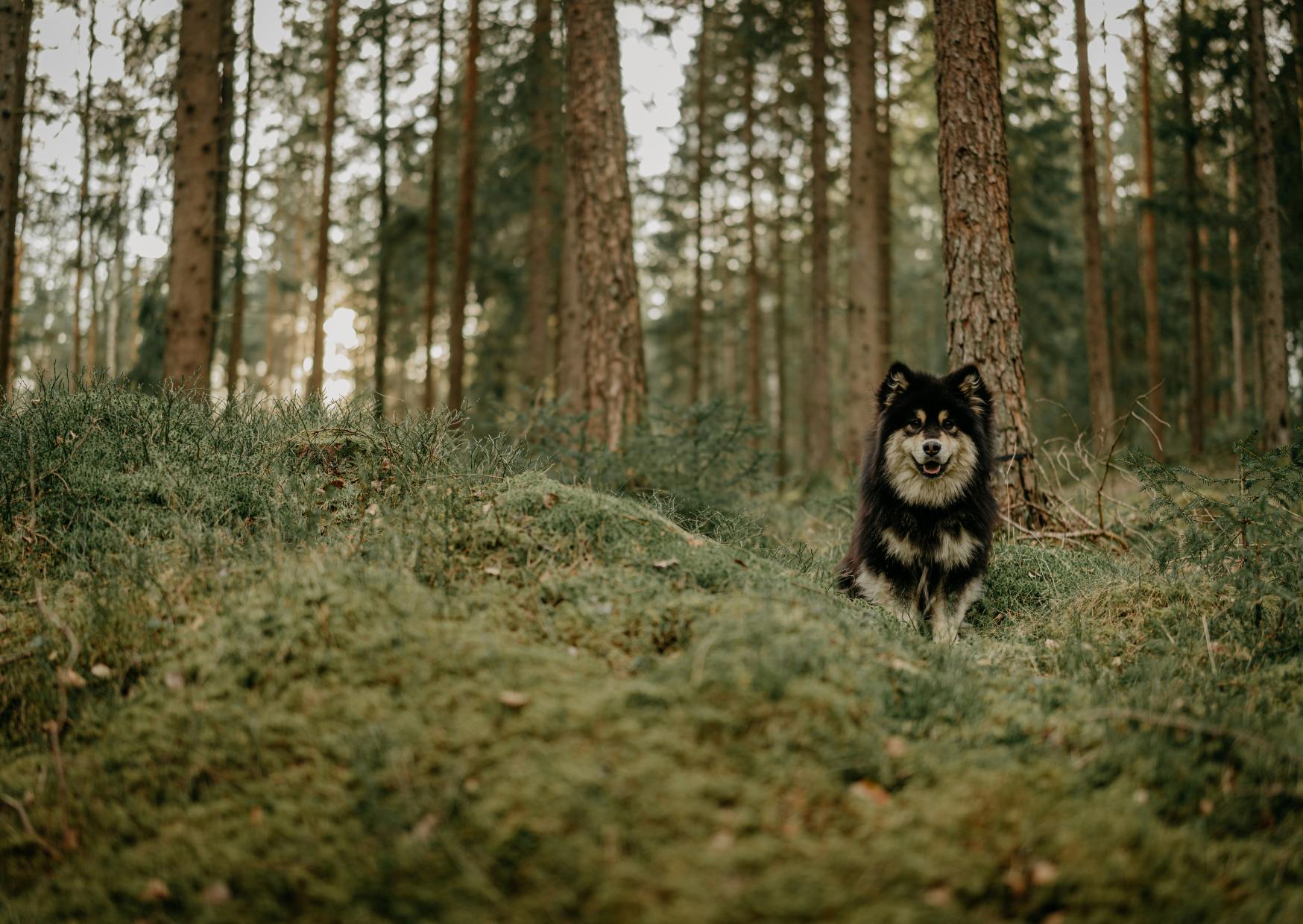 chien finnois de laponieassis dans l'herbe dans une forêt sombre