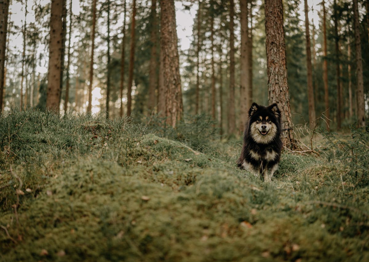 chien finnois de laponieassis dans l'herbe dans une forêt sombre