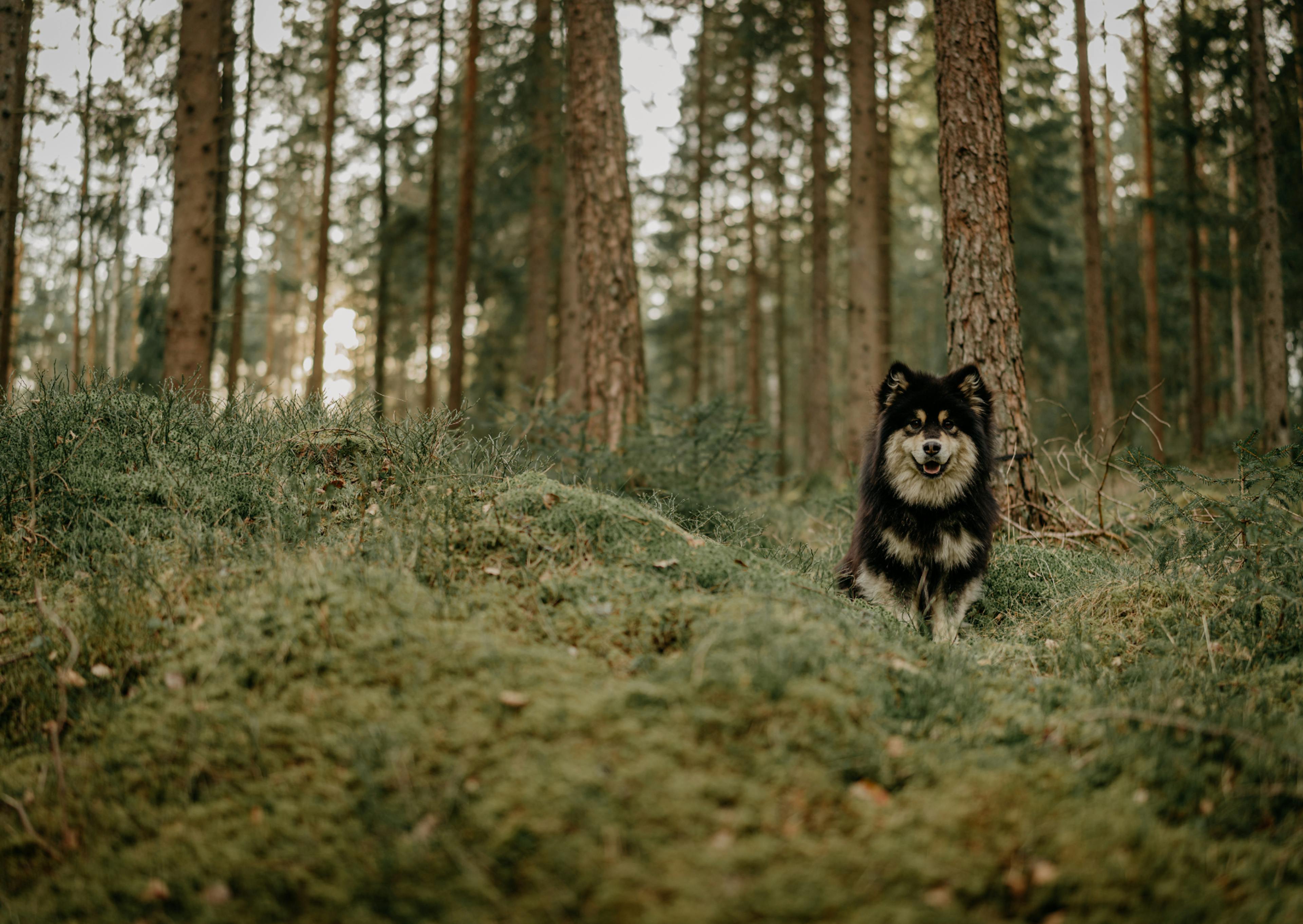 chien finnois de laponieassis dans l'herbe dans une forêt sombre