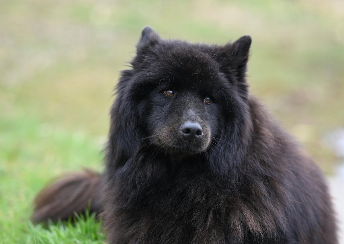 chien finnois de laponie couché dans une pelouse, il regarde devant lui l'air curieux