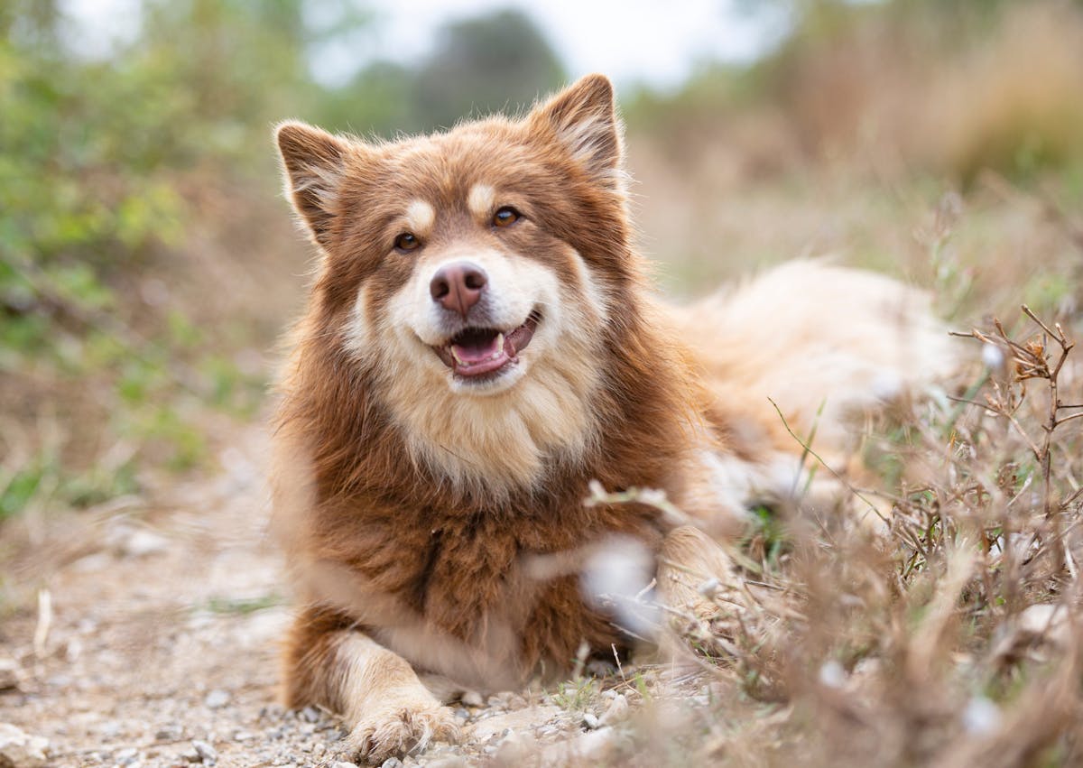 chien finnois de laponie couché dans un sentier 