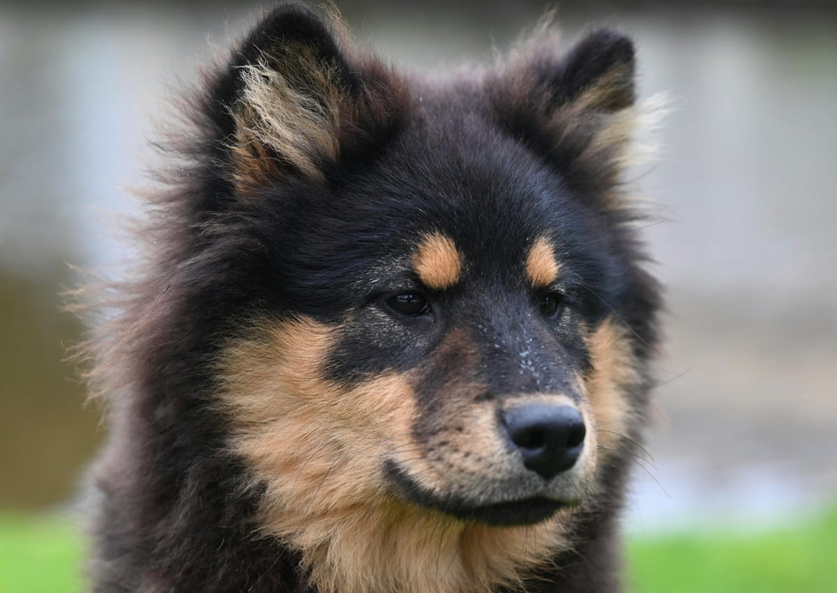 chien finnois de laponie noir et feu qui regarde droit devant lui 