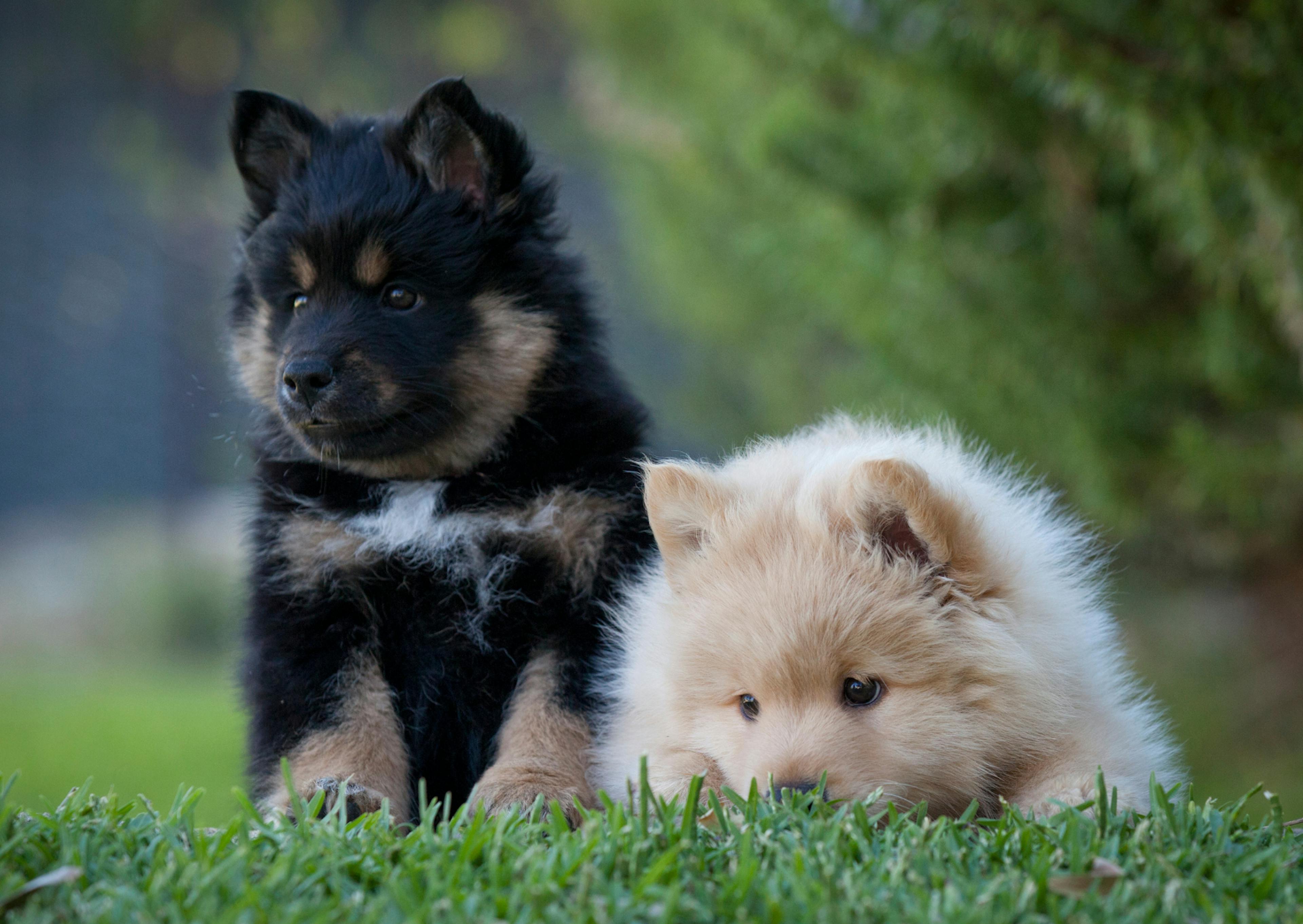 2 chien finnois de laponie l'un debout curieux, l'autre couché à côté de lui 