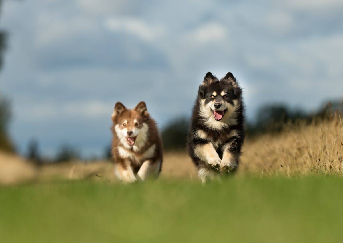 2 chien finnois de laponie qui courent à toute vitesse