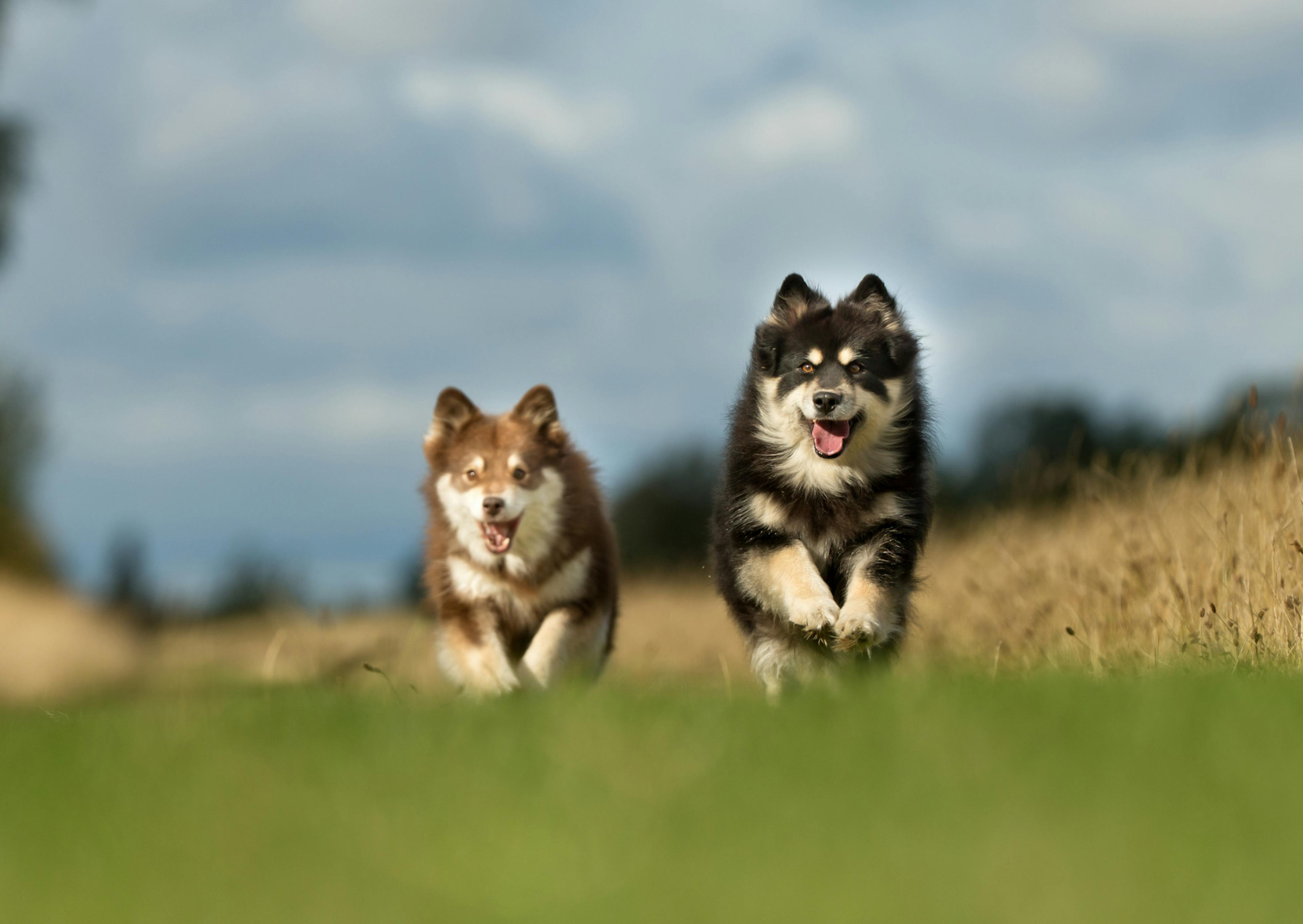 2 chien finnois de laponie qui courent à toute vitesse