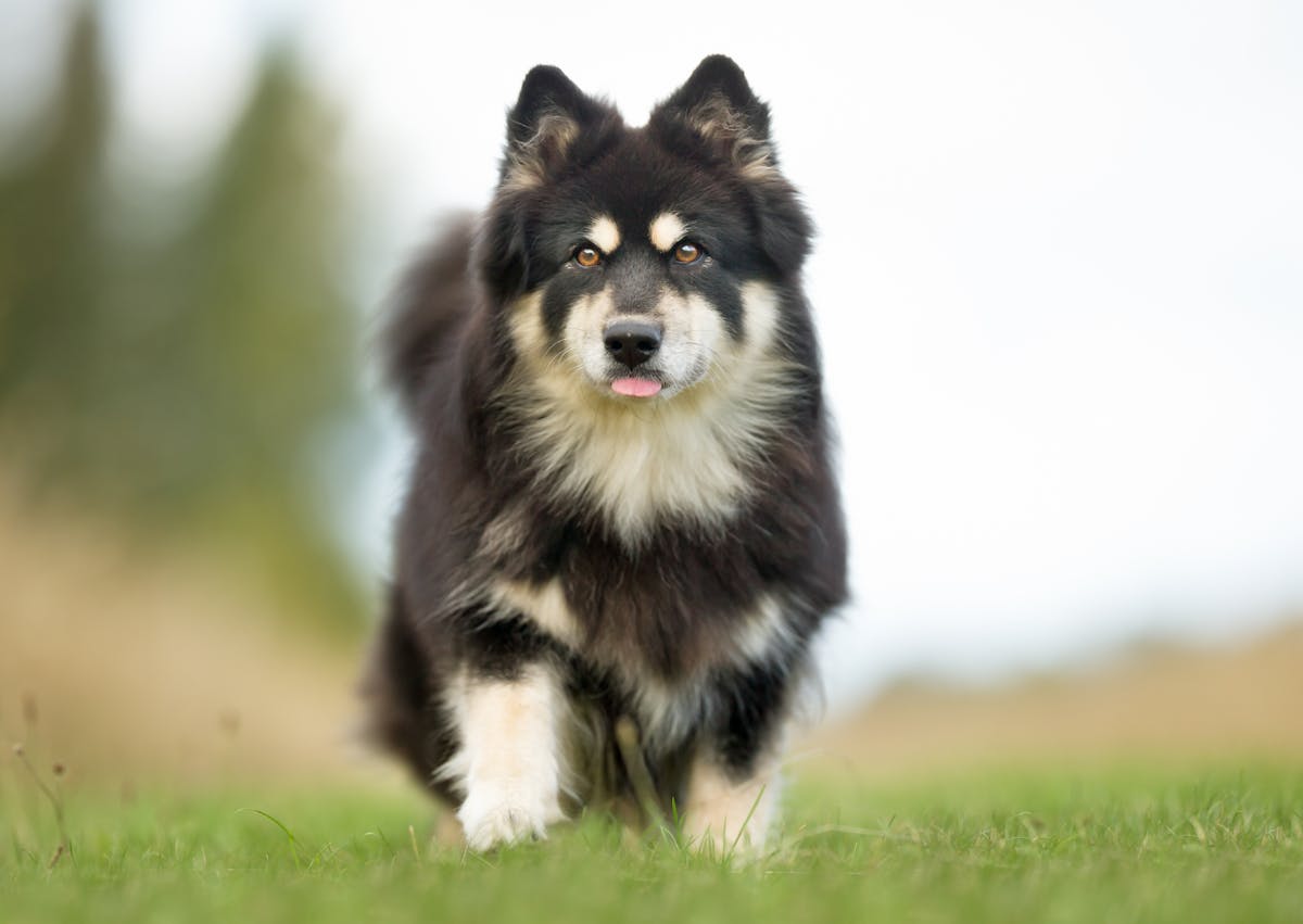 chien finnois de laponie qui marche dans l'herbe en tirant la langue