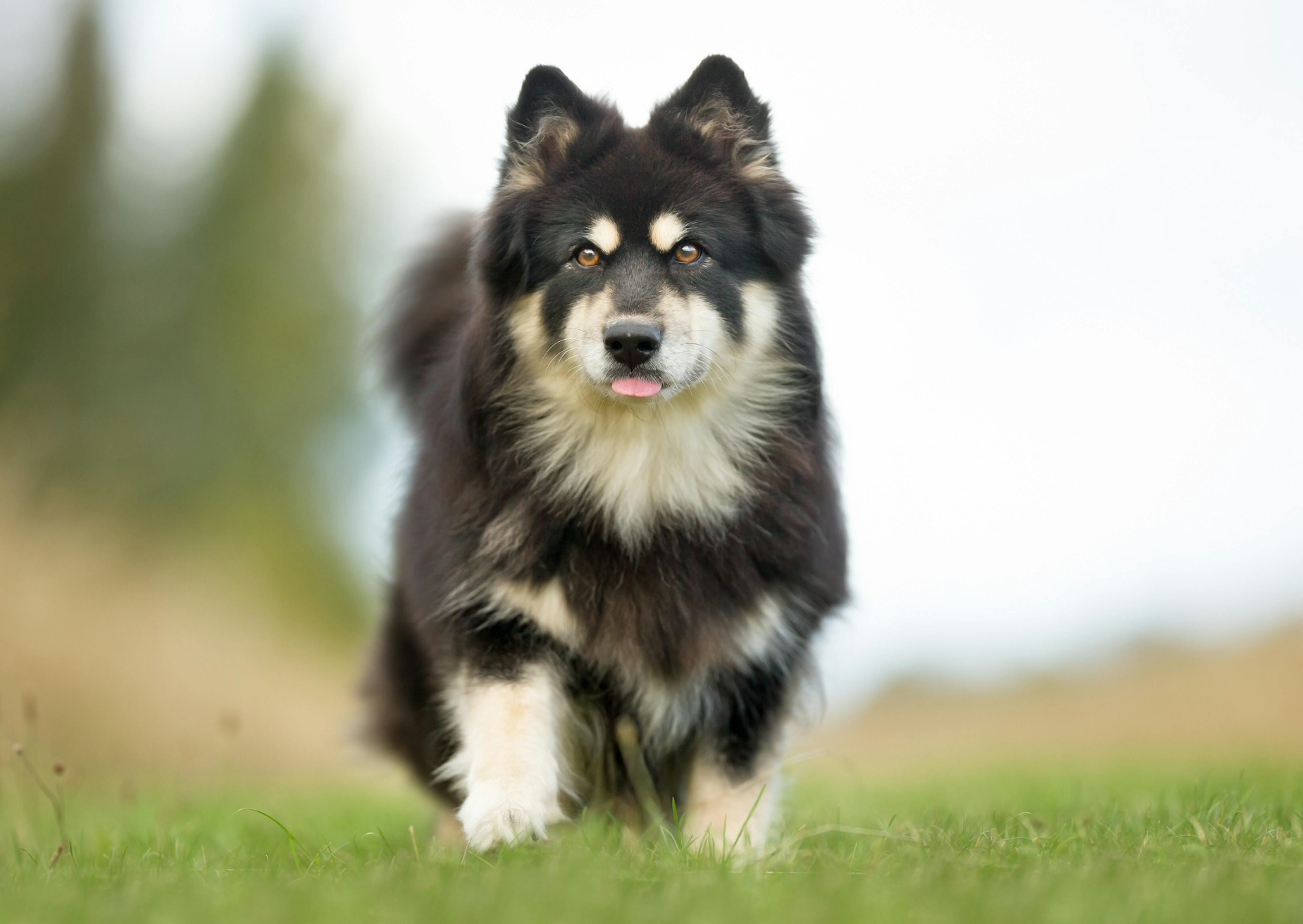 chien finnois de laponie qui marche dans l'herbe en tirant la langue 
