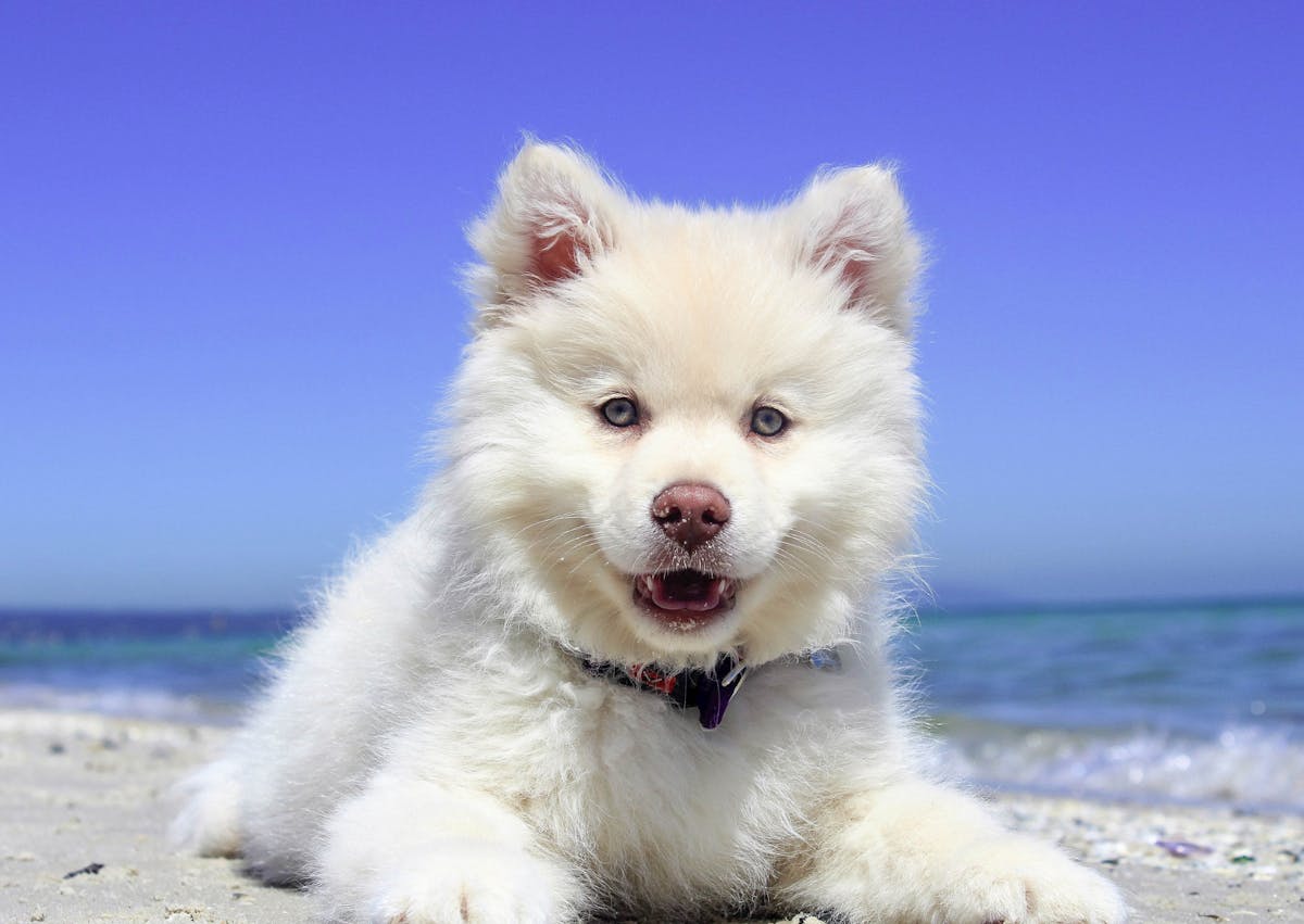 chien finnois de laponie blanc couché au bord de la mer