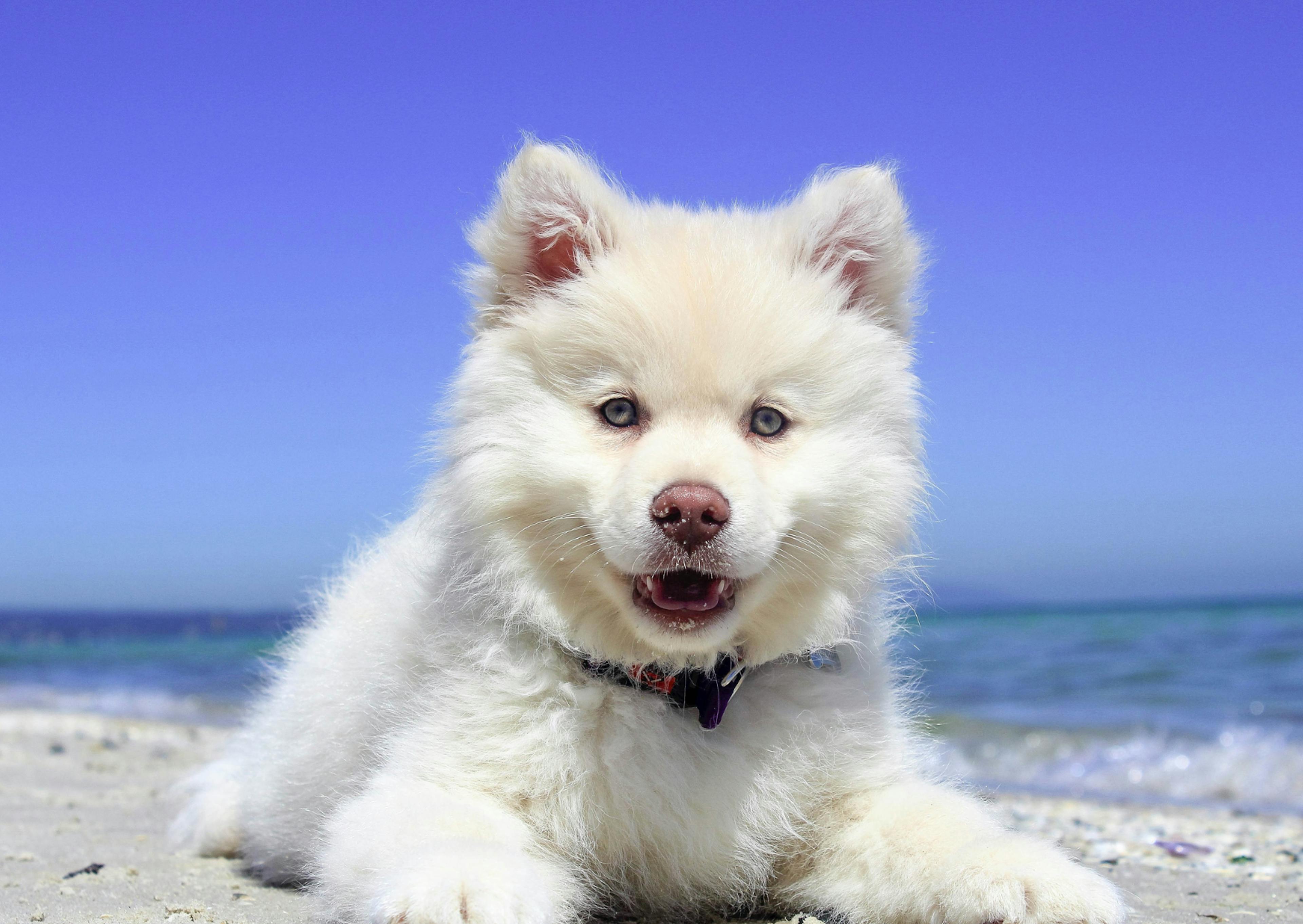 chien finnois de laponie blanc couché au bord de la mer