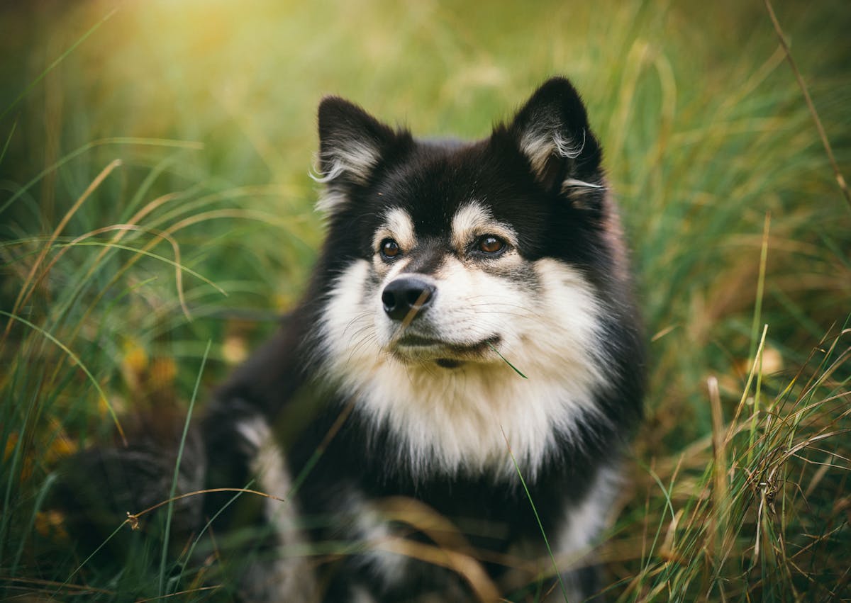 chien finnois de laponie couché dans l'herbe, il est crème et feu 