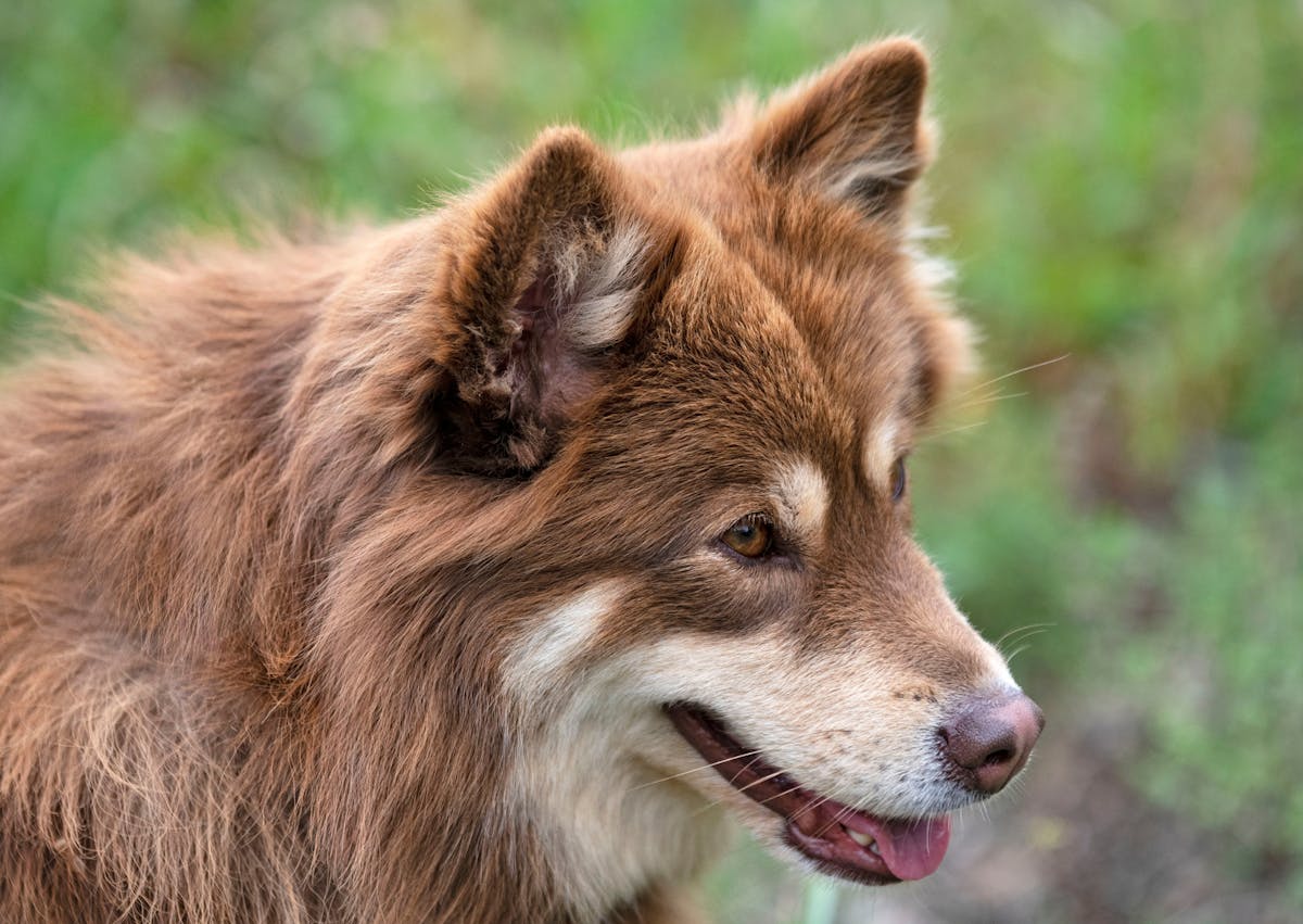 chien finnois de laponie qui regarde au loin, il tire la langue 