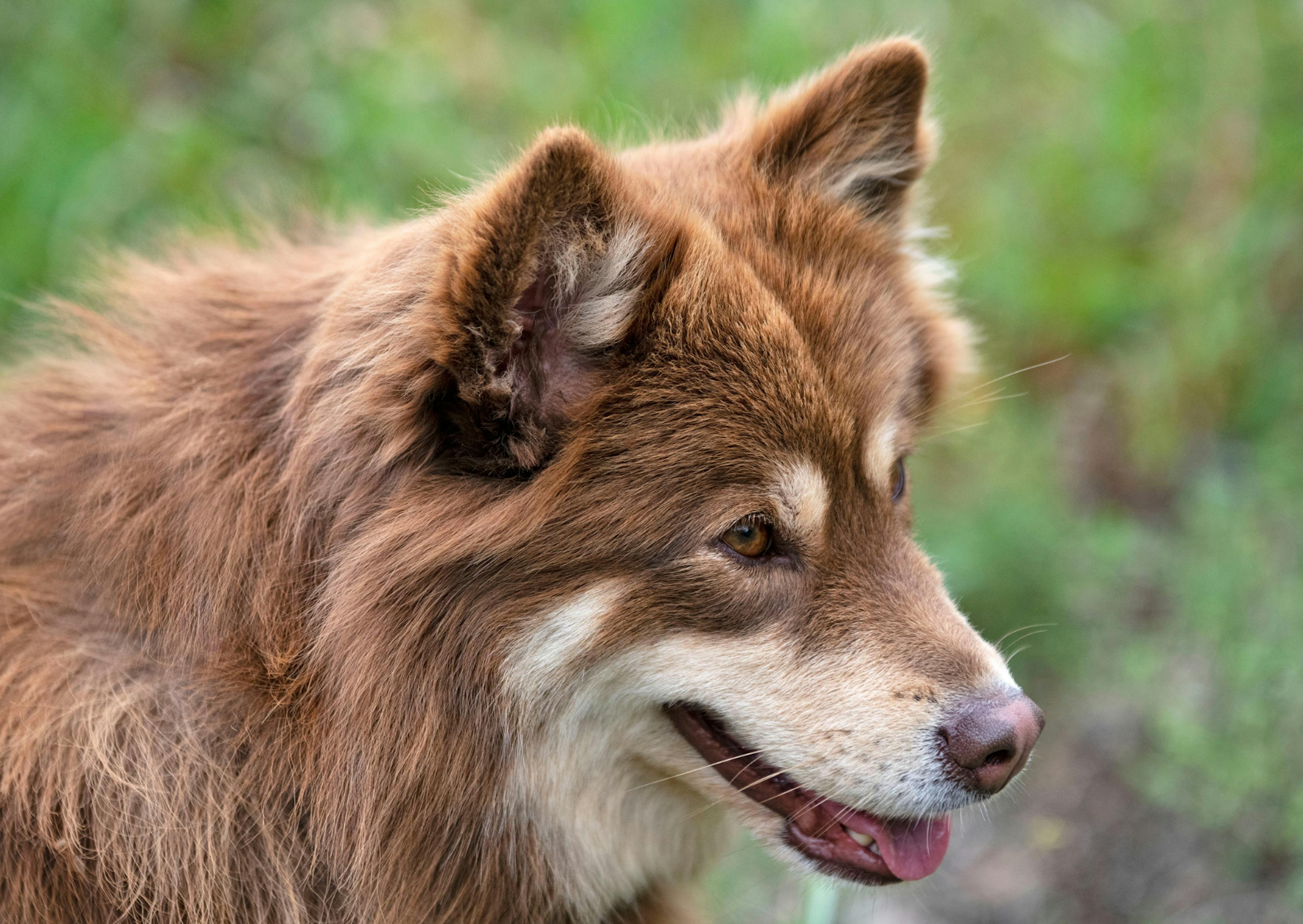 chien finnois de laponie qui regarde au loin, il tire la langue 