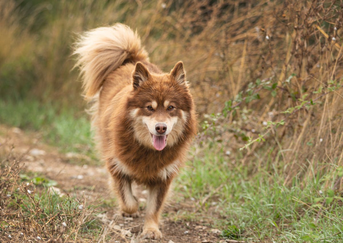 chien finnois de laponie qui marche dans un sentier 