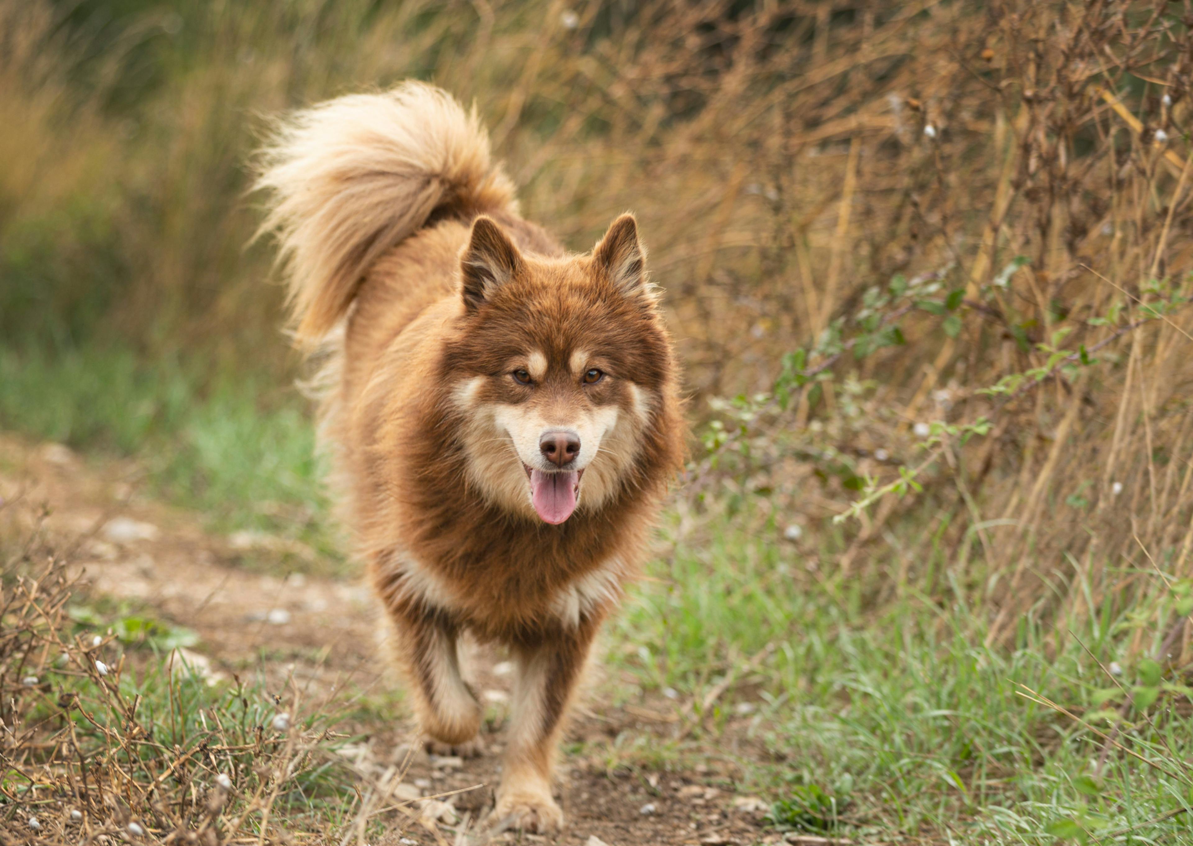 chien finnois de laponie qui marche dans un sentier 