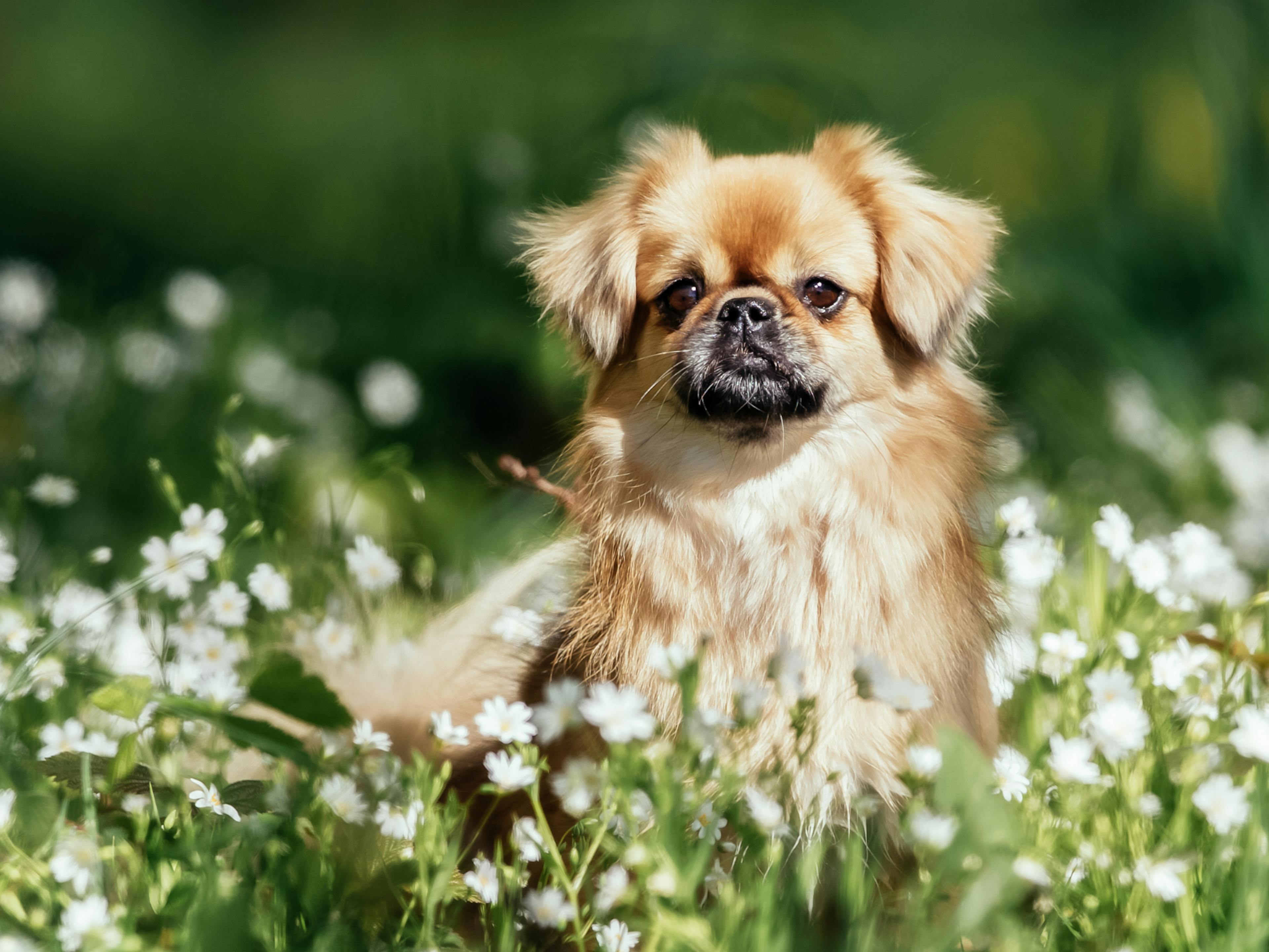 Épagneul tibétain qui hausse la tête dans une champs de fleurs