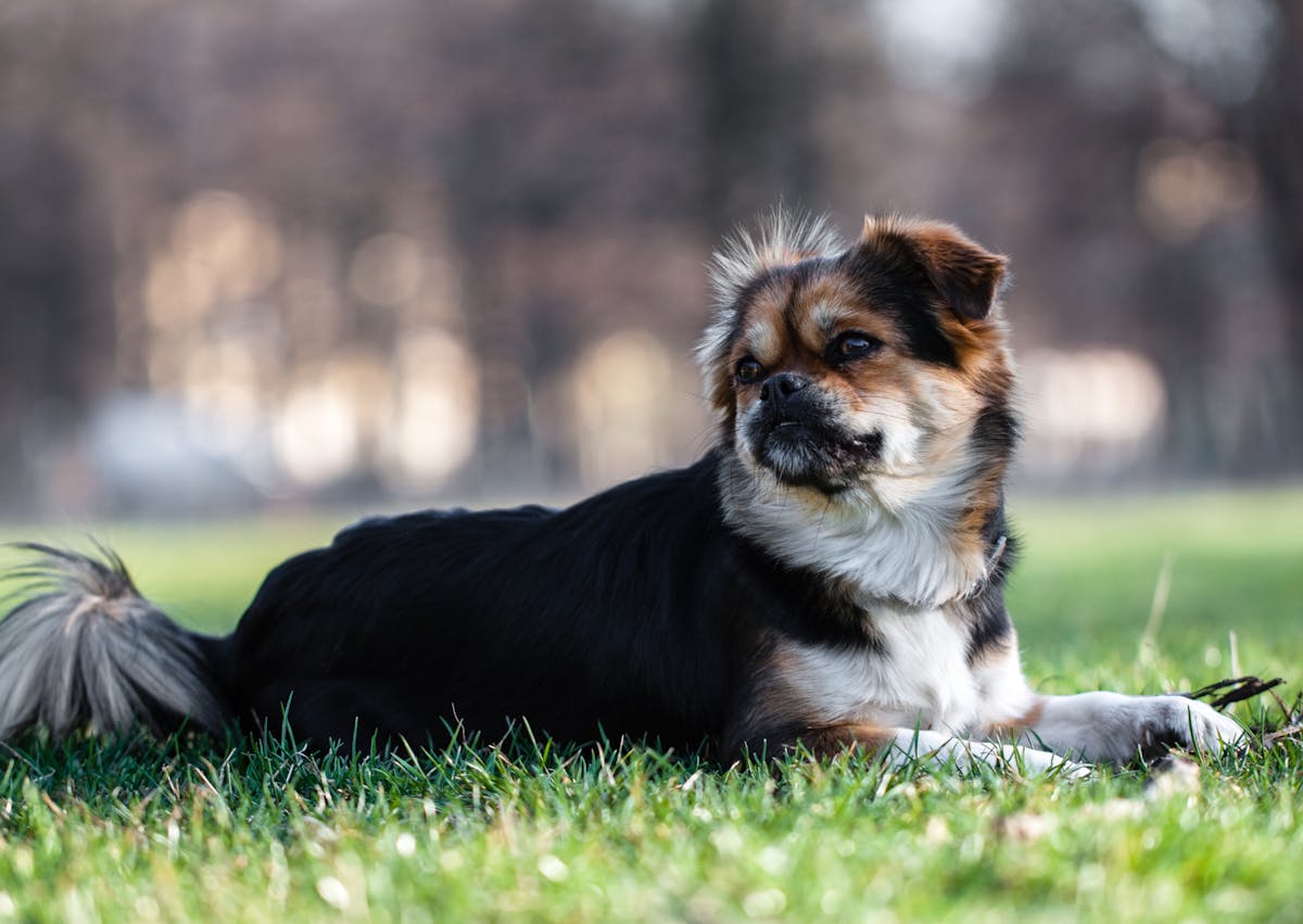 Épagneul tibétain couché sur l'herbe