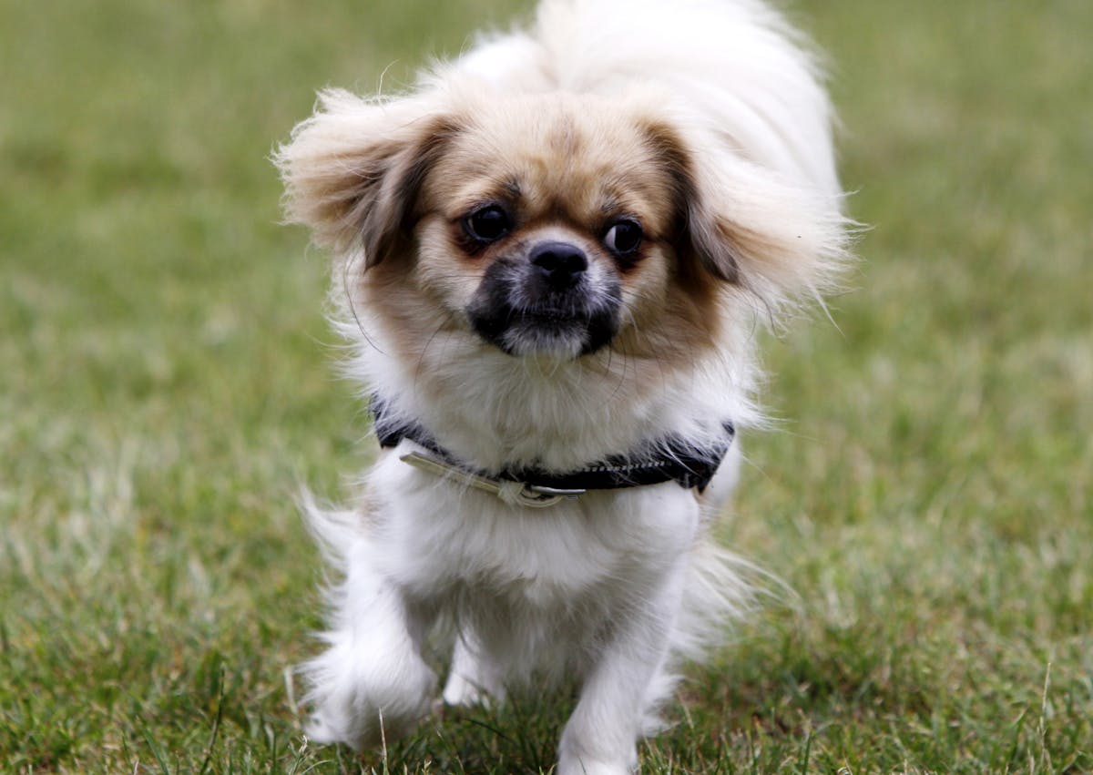 Épagneul tibétain qui court dans une champs d'herbesÉpagneul tibétain