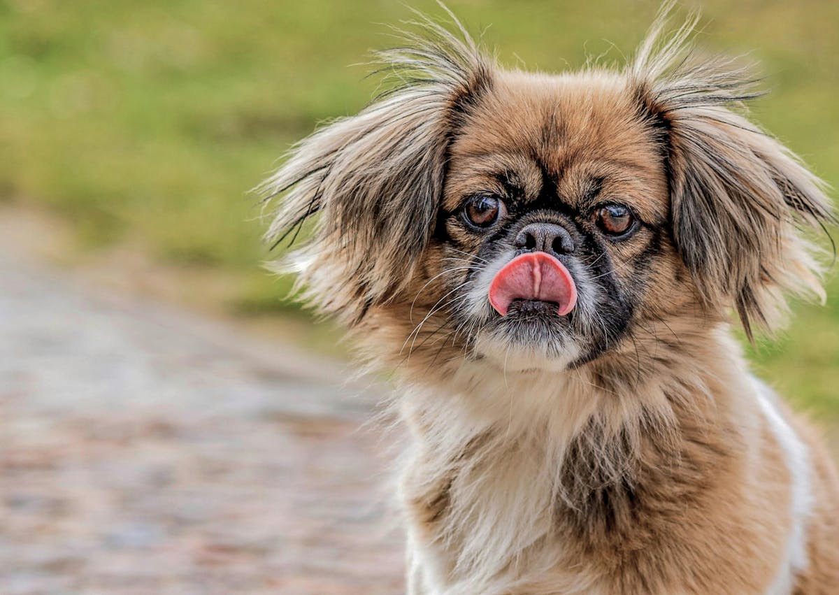 Épagneul tibétain qui se lèche le nez