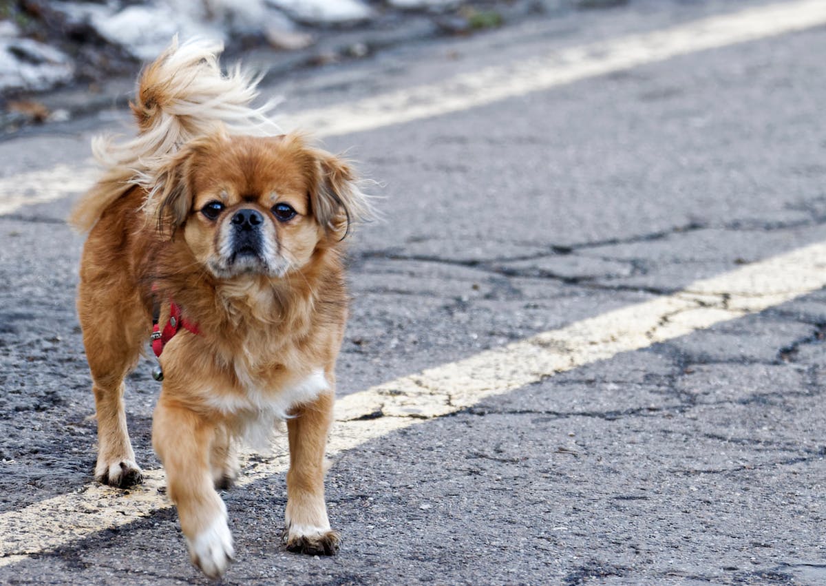 Épagneul tibétain qui regarde la caméra, il est sur une route