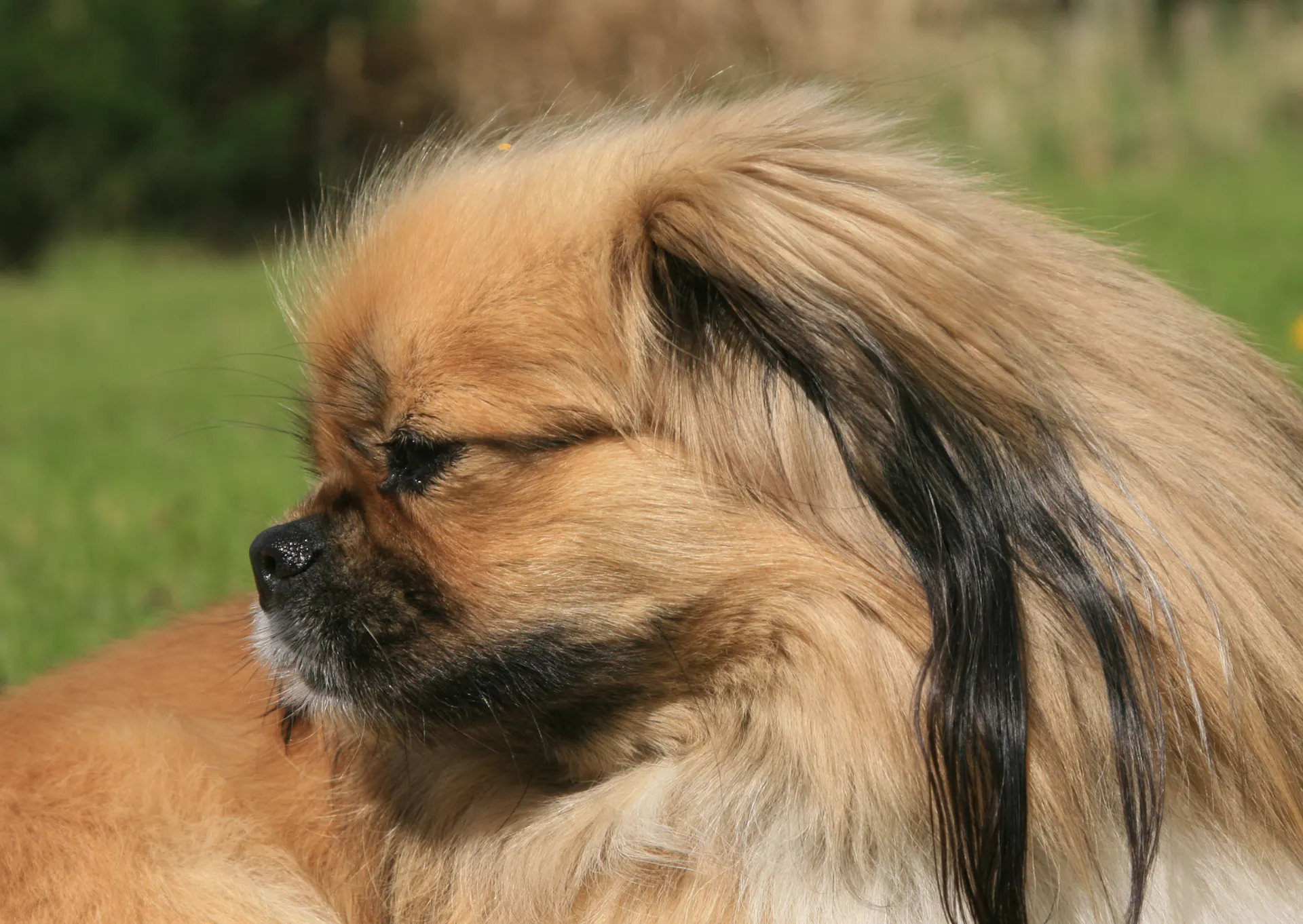 Maniques épagneul Tibétain Caroline's Treasures - Lot De 2, Tissu Isolé, 19x19 Cm