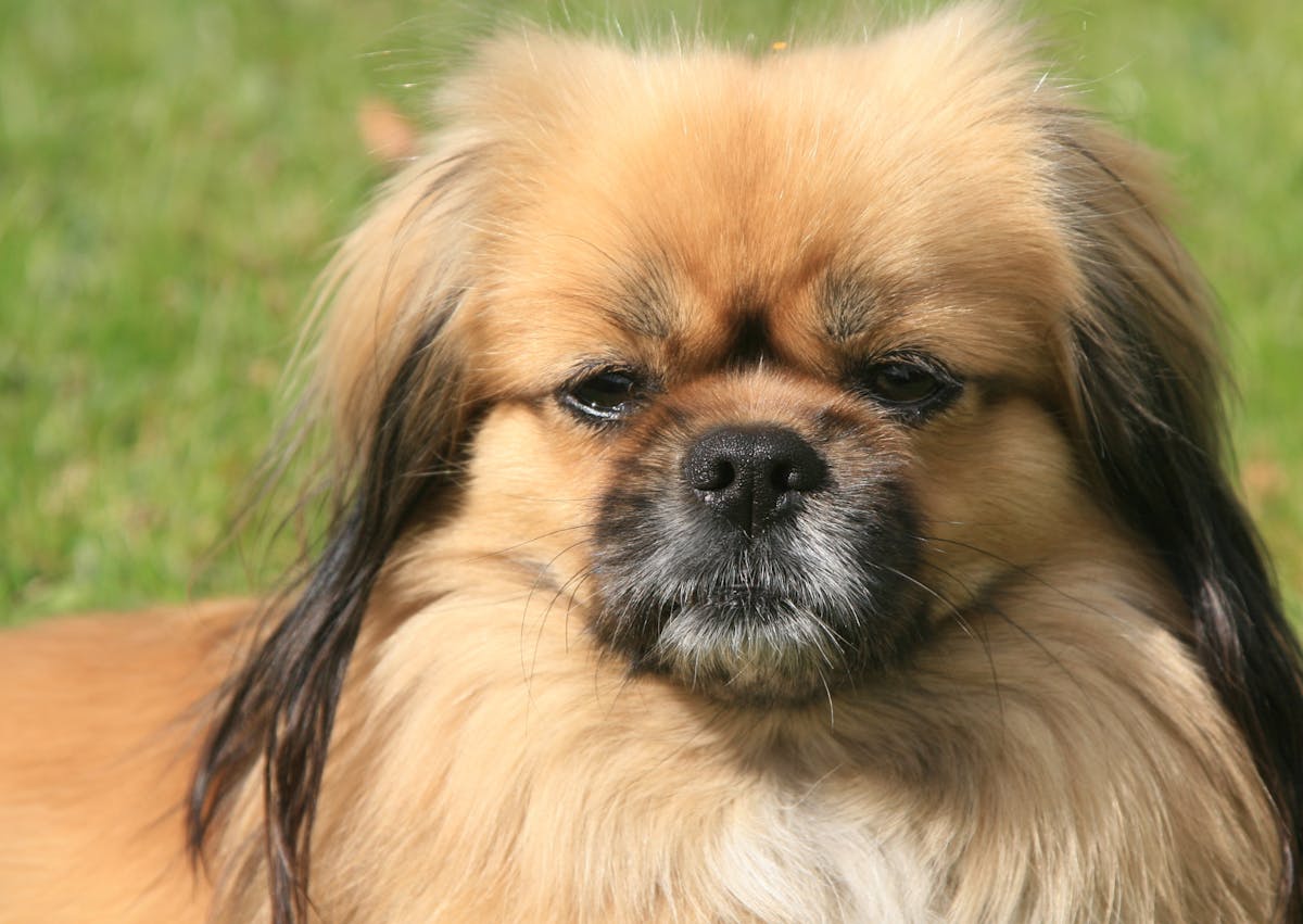 Épagneul tibétain qui regarde droit devant lui