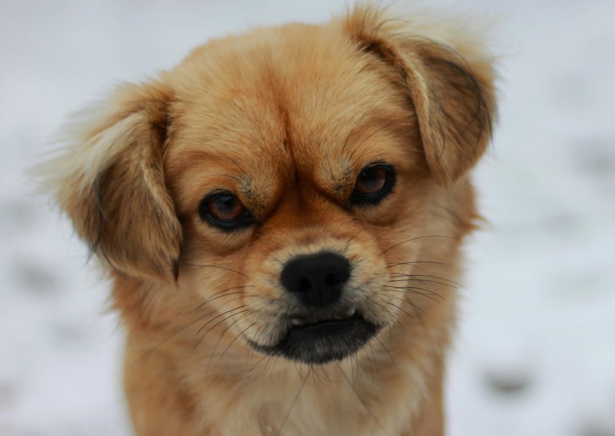 Épagneul tibétain qui regarde devant lui l'air curieux