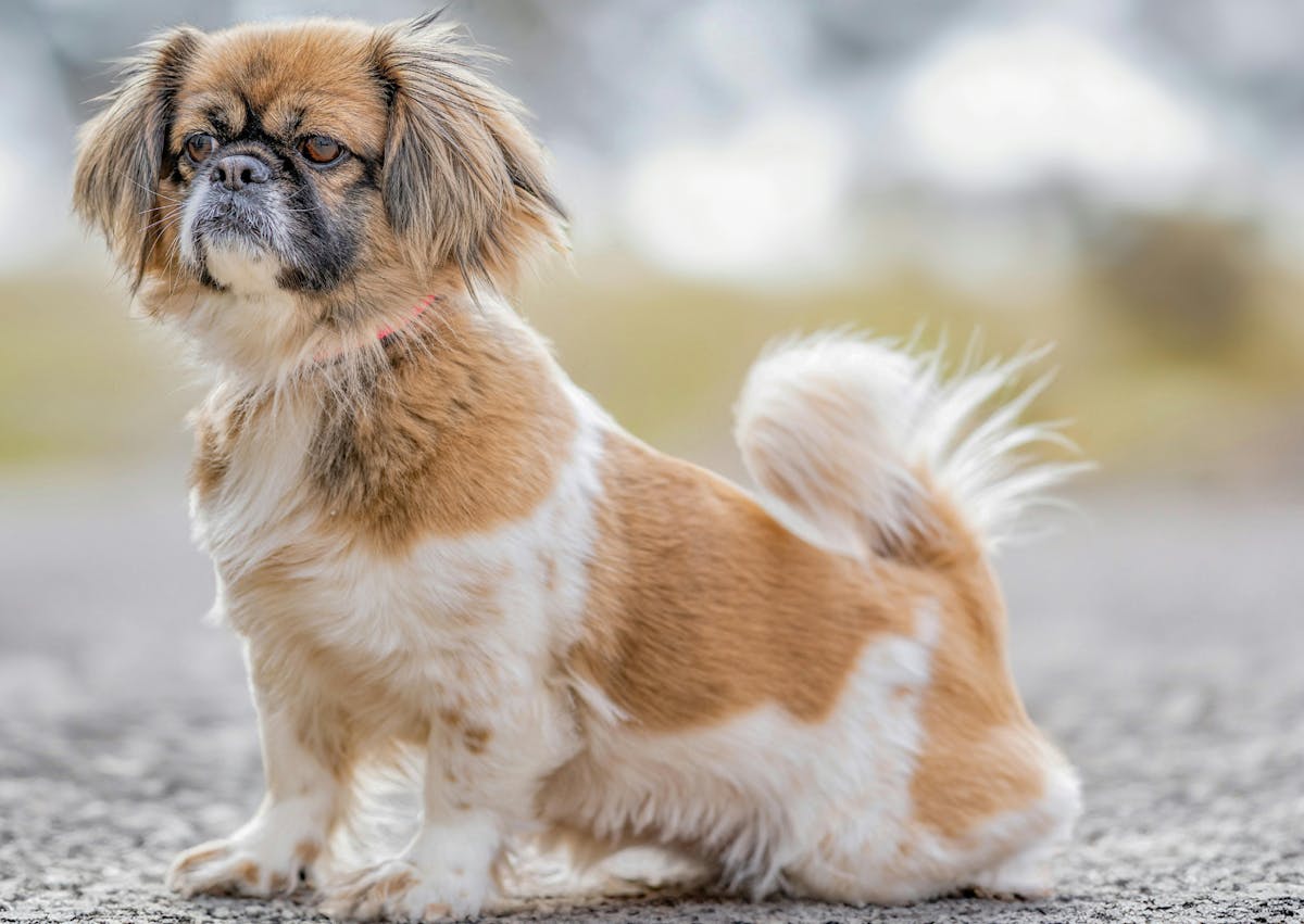 Épagneul tibétain qui se redresse et regarde devant lui