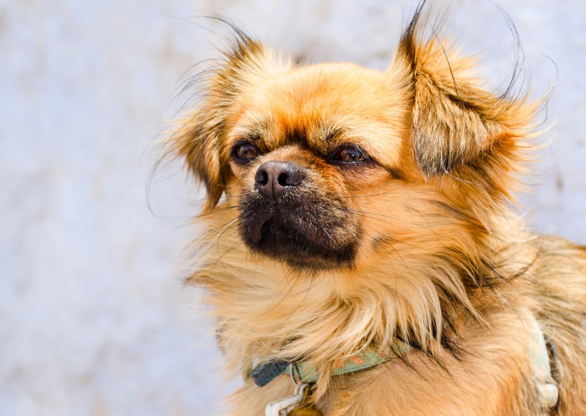 Épagneul tibétain qui regarde vers le haut
