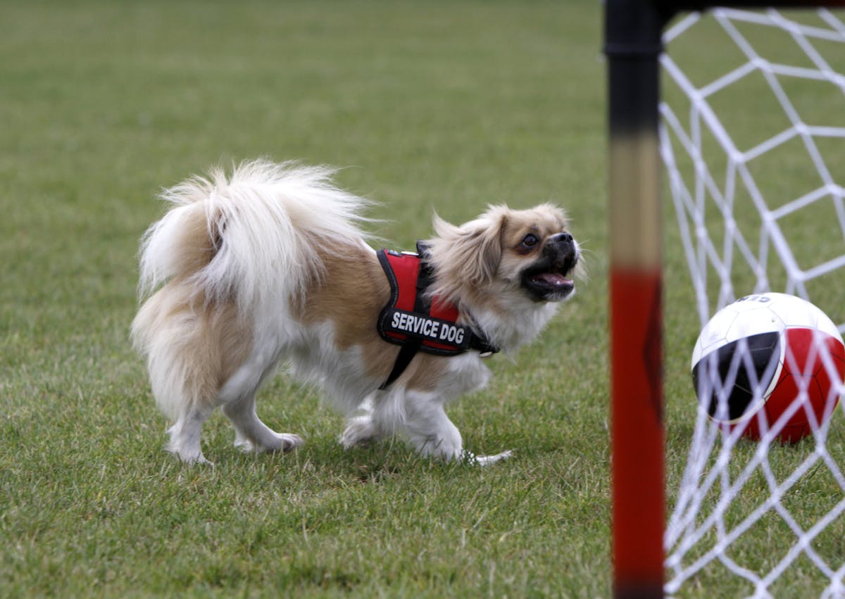 Épagneul tibétain qui court, il a un ballon devant lui
