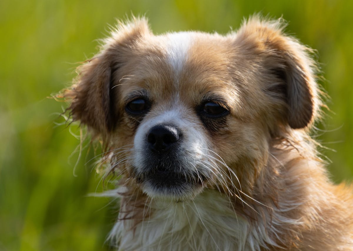 Épagneul tibétain qui regarde devant lui