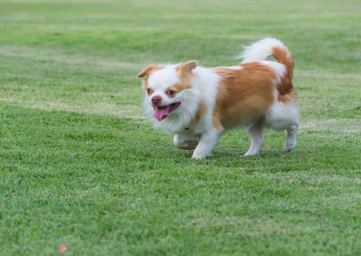 Épagneul tibétain qui court sur une pelouse