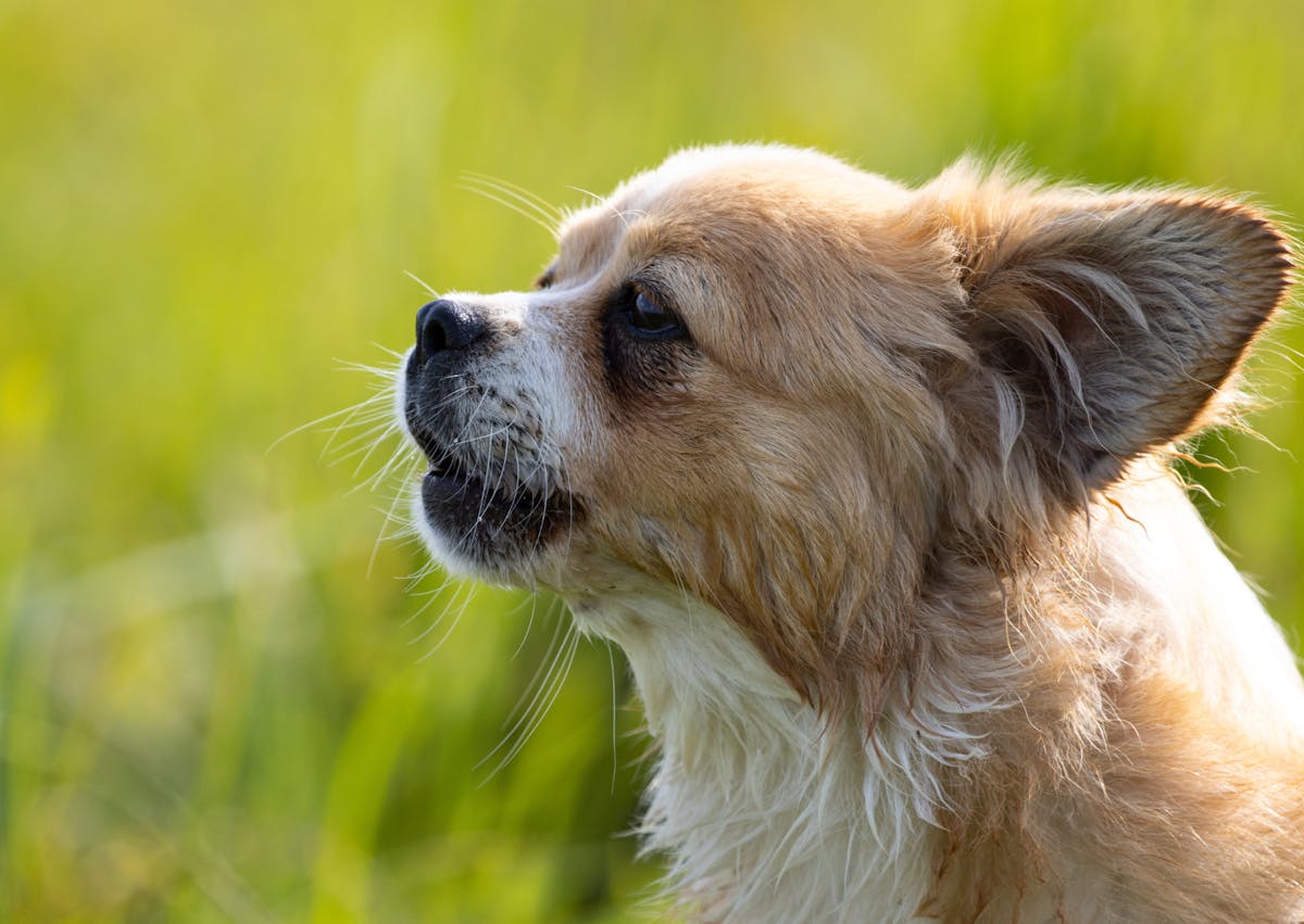 Épagneul tibétain qui regarde evrs le haut