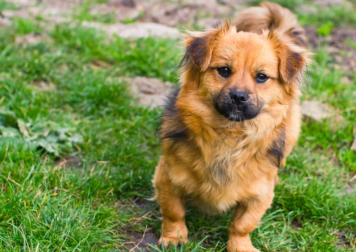 Épagneul tibétain assis dans l'herbe