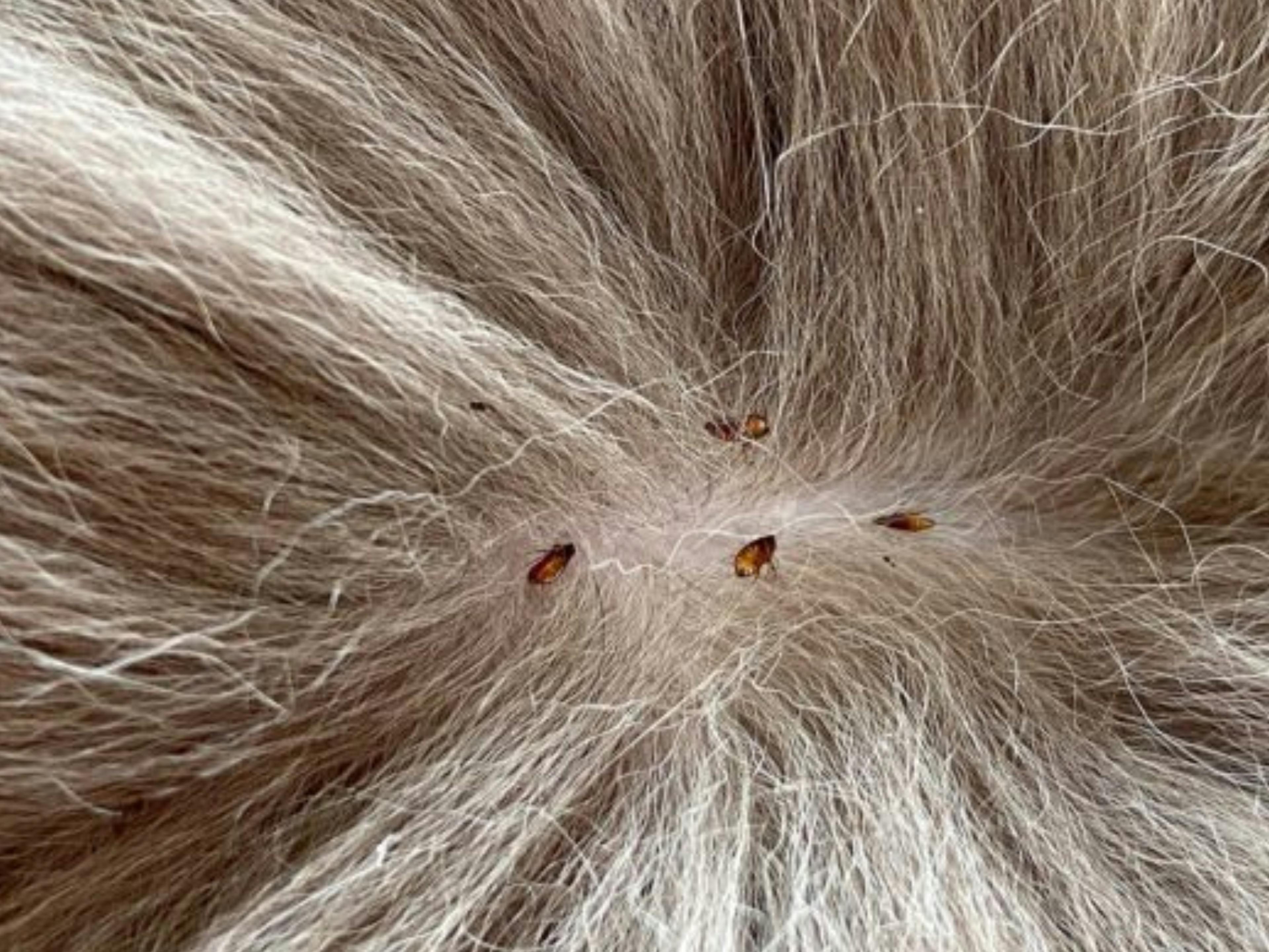 puces qui sont sur un chien