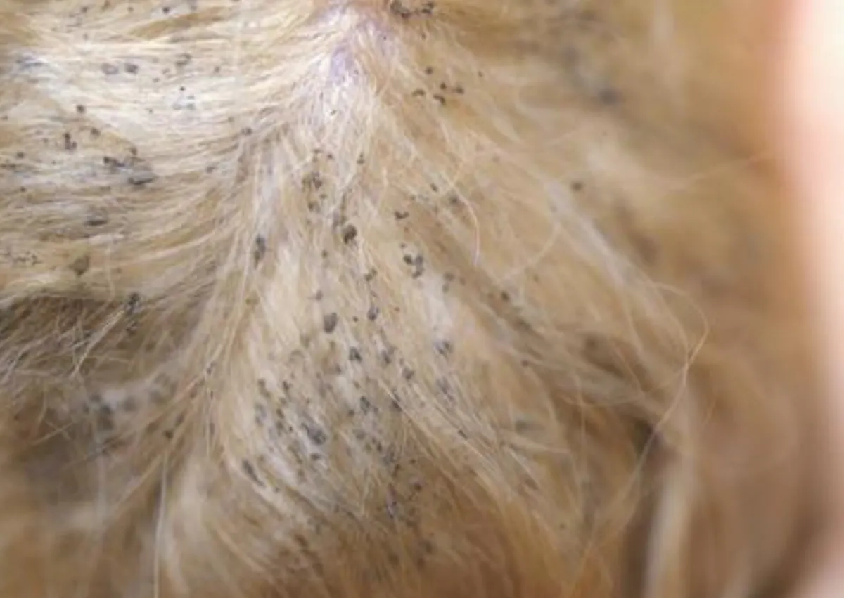 Puces qui marchent sur un chien