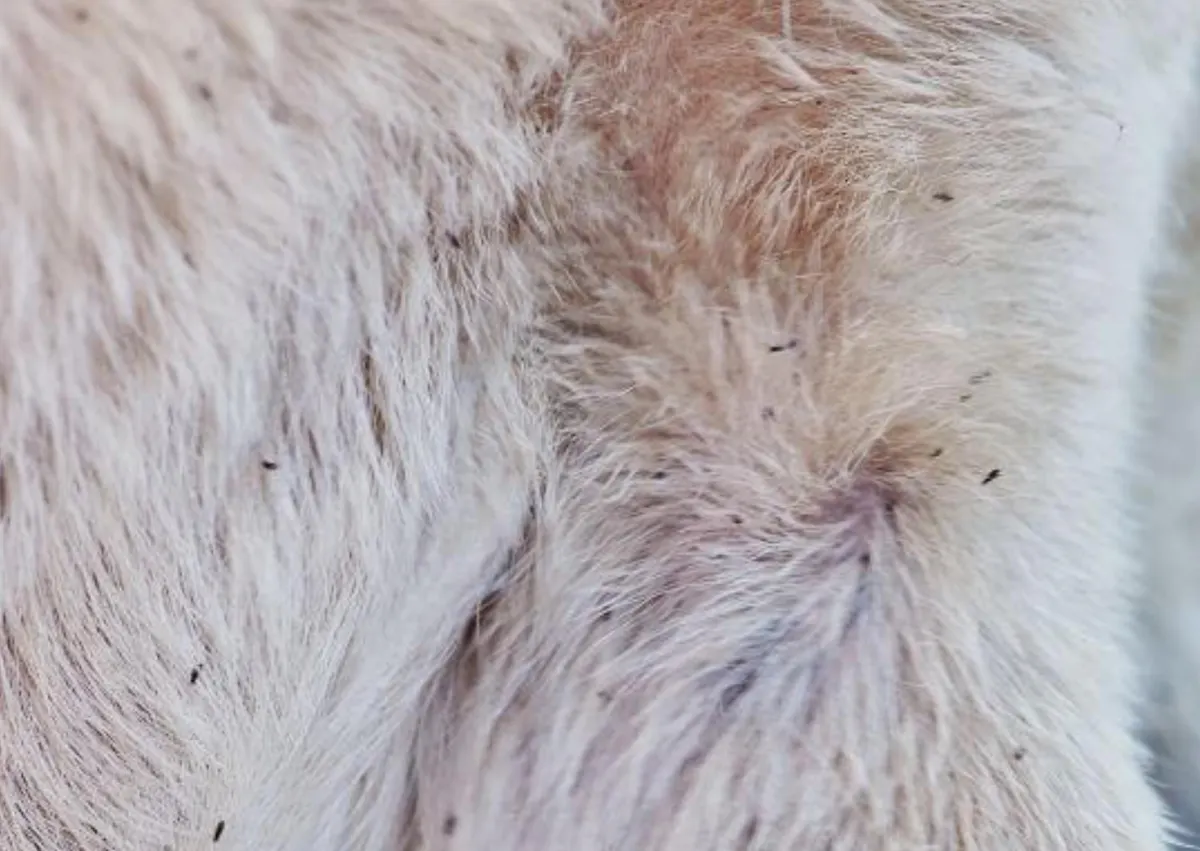 Puces qui marchent sur un chien