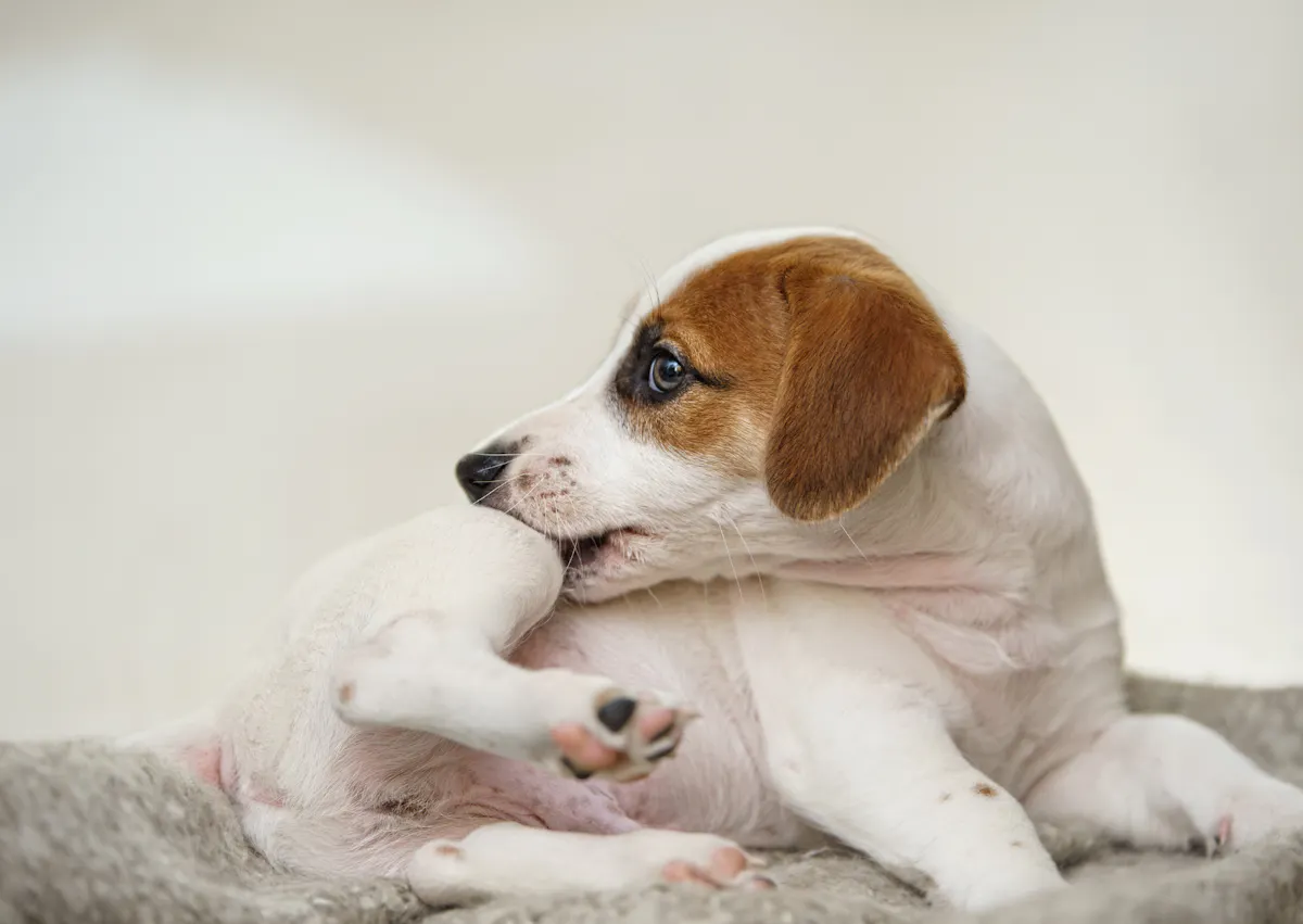 chien qui se gratte avec les dents à cause d'une puce
