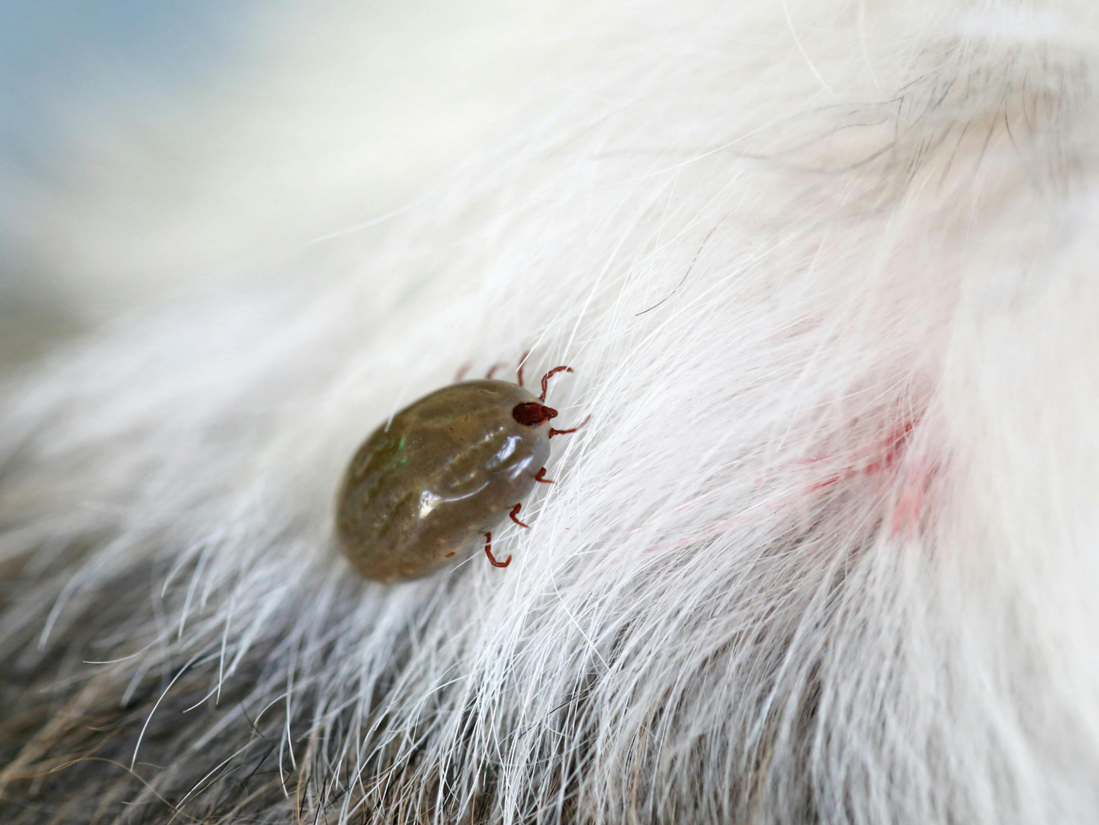 puces qui marche sur un chien