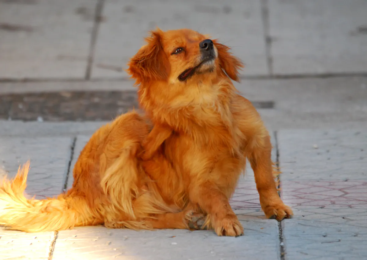 chien qui se gratte à cause d'une puce