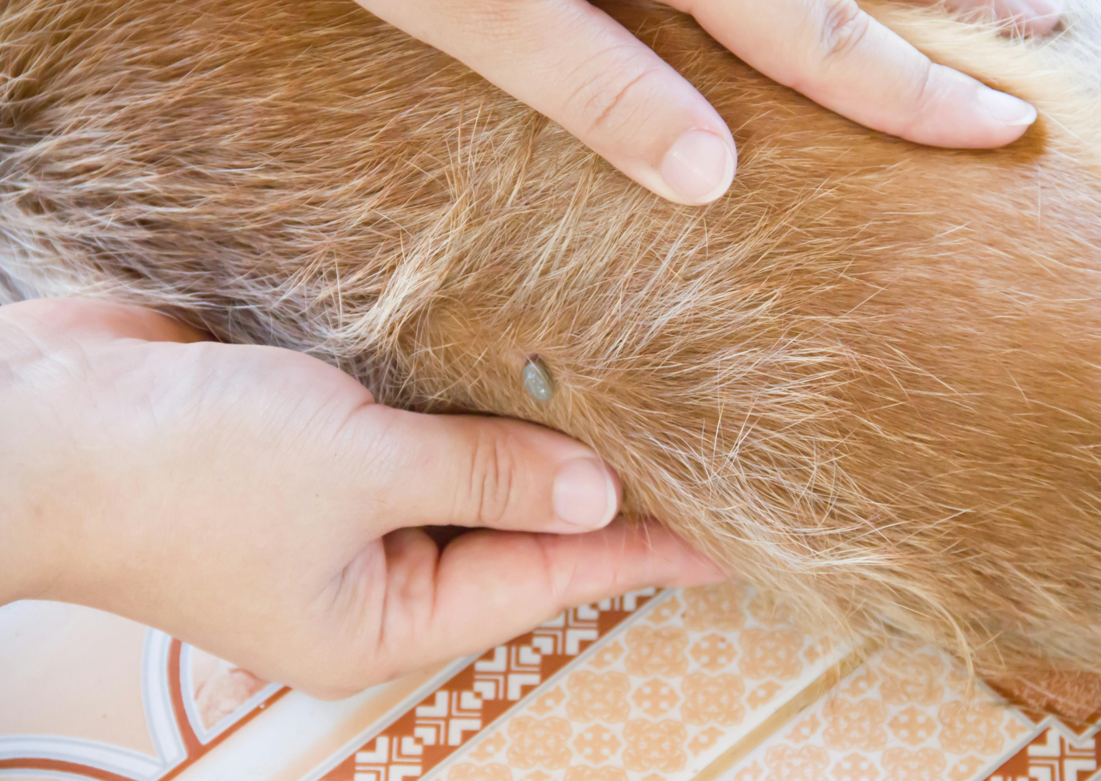 personne qui regarde une puce sur son chien